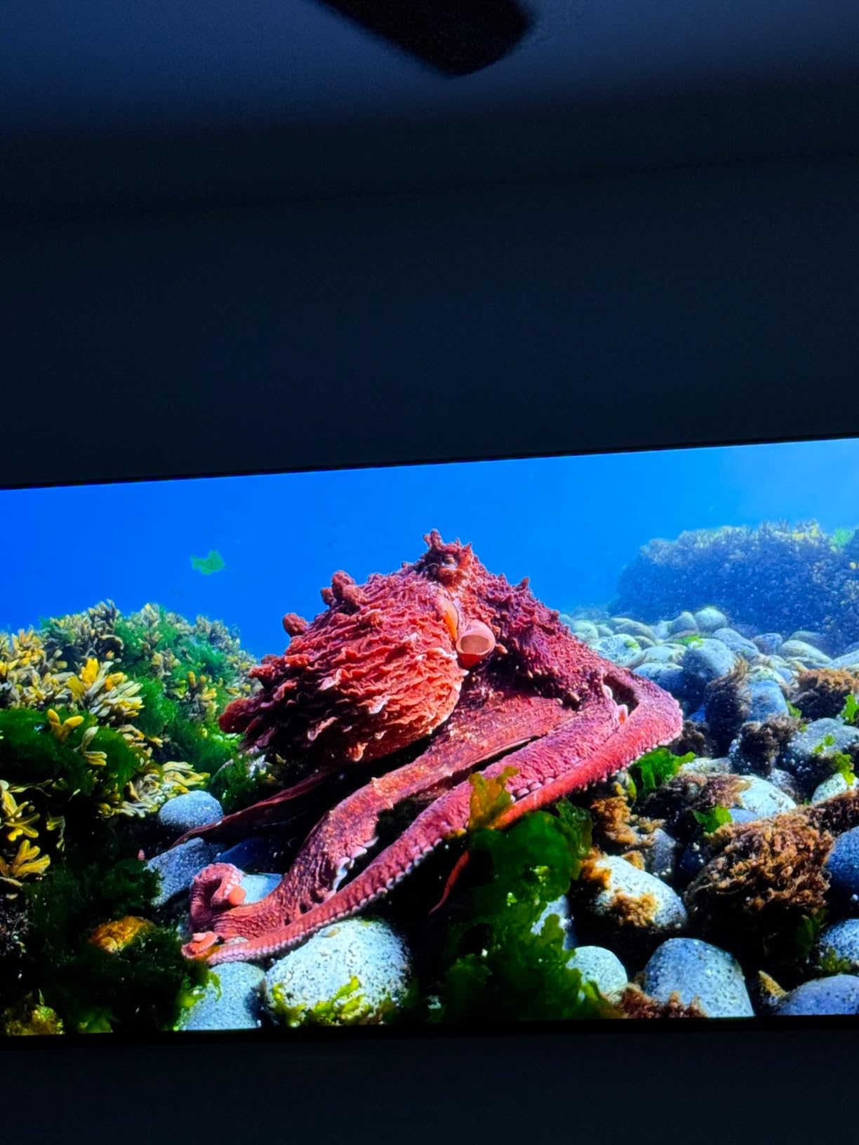 SAMSUNG 65-Inch Class OLED 4K S85D Series HDR Smart TV w/Dolby Atmos, Object Tracking Sound Lite, Contour Design, Motion Xcelerator, Real Depth Enhancer, Alexa Built-in (QN65S85D, 2024 Model) - Customer Photo 2