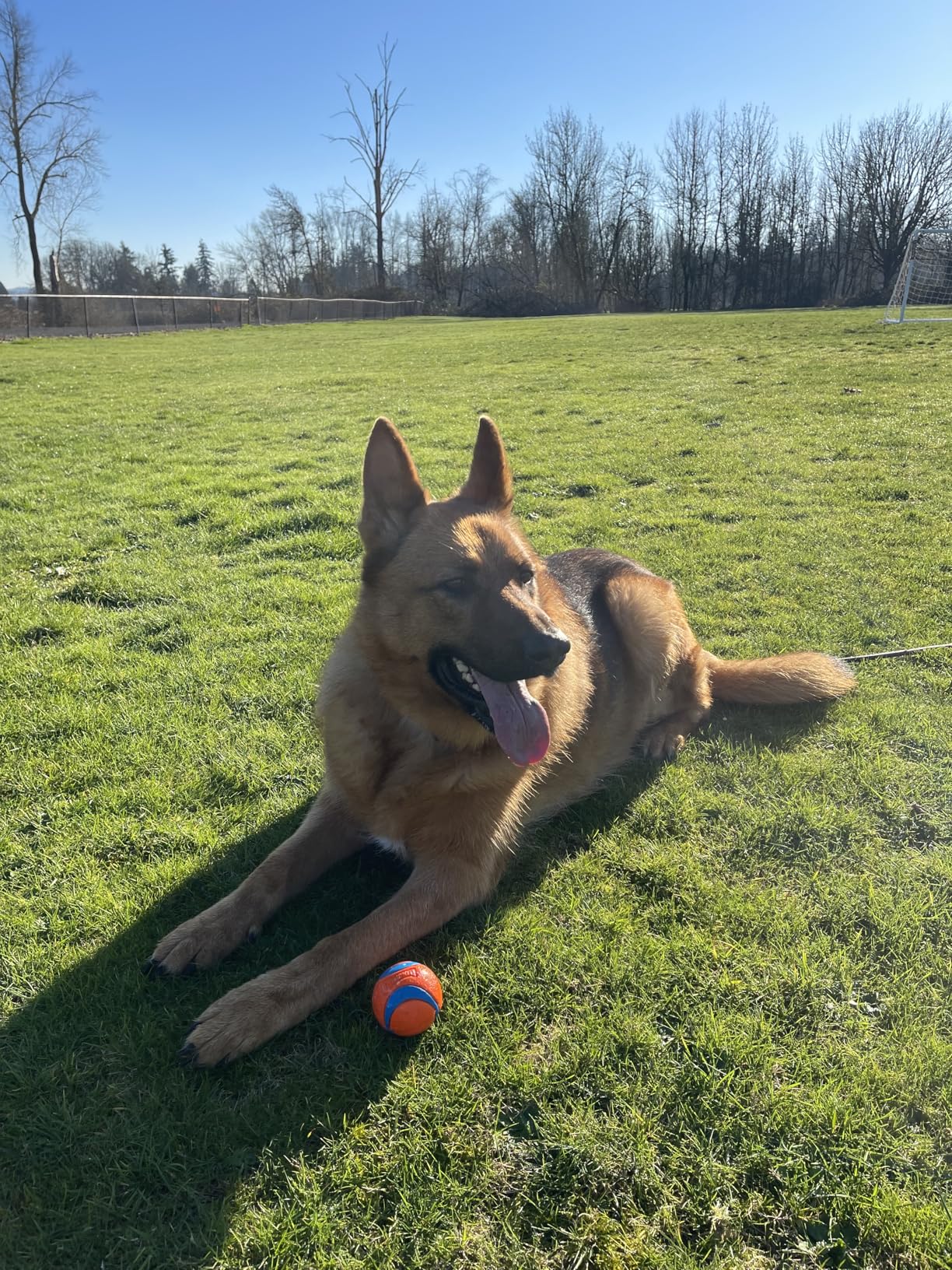Chuckit! Ultra Ball Dog Toy - Medium Bouncy Fetch Balls For Dogs 20-60 lbs - Made from Durable Rubber - Floating Water Pet Toys - Size Medium - 2.5-inch Diameter - Pack of 2 Customer Review Chuckit! Ultra Ball Dog Toy - Medium Bouncy Fetch Balls For Dogs 20-60 lbs - Made from Durable Rubber - Floating Water Pet Toys - Size Medium - 2.5-inch Diameter - Pack of 2 - Customer Photo 2