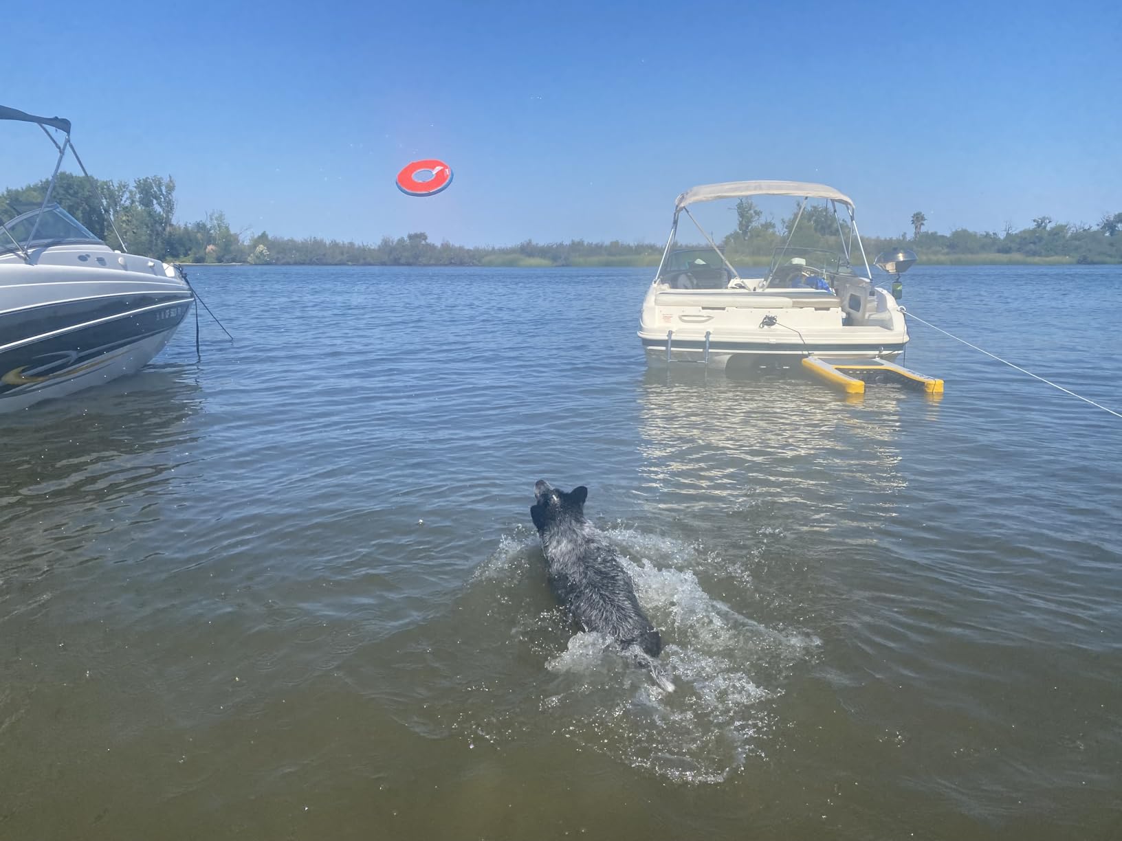 Chuckit! Amphibious ZipFlight Floating and Flying Disc Dog Toy, Medium (8.5