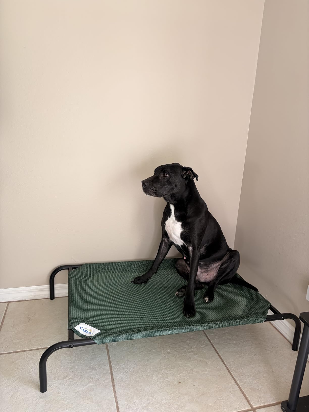 Coolaroo Original Elevated Dog Bed - Breathable Off-The-Ground Pet Bed with Cooling Fabric, Joint Relief & Moisture-Resistant Fabric, 100% Recyclable, Easy Clean, Grey, Medium - Customer Photo 1