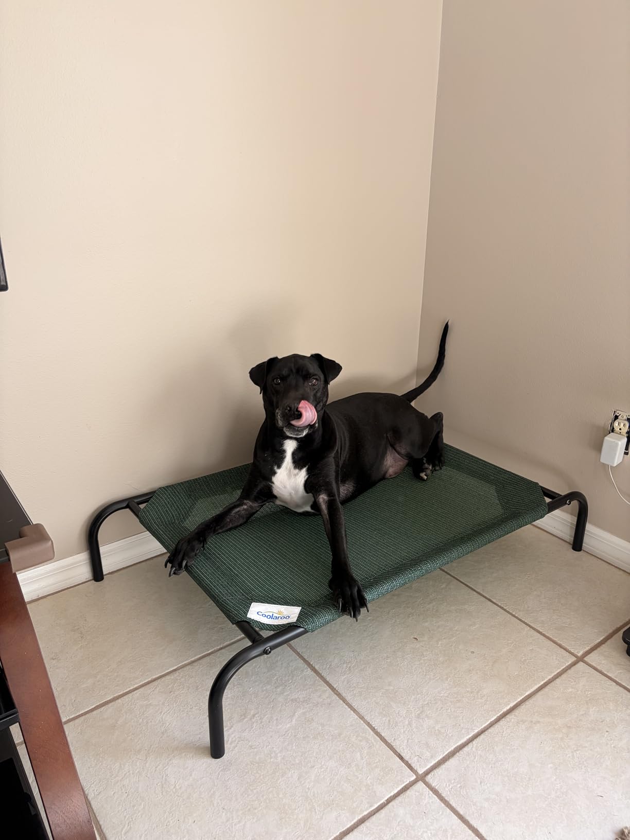 Coolaroo Original Elevated Dog Bed - Breathable Off-The-Ground Pet Bed with Cooling Fabric, Joint Relief & Moisture-Resistant Fabric, 100% Recyclable, Easy Clean, Grey, Medium - Customer Photo 2