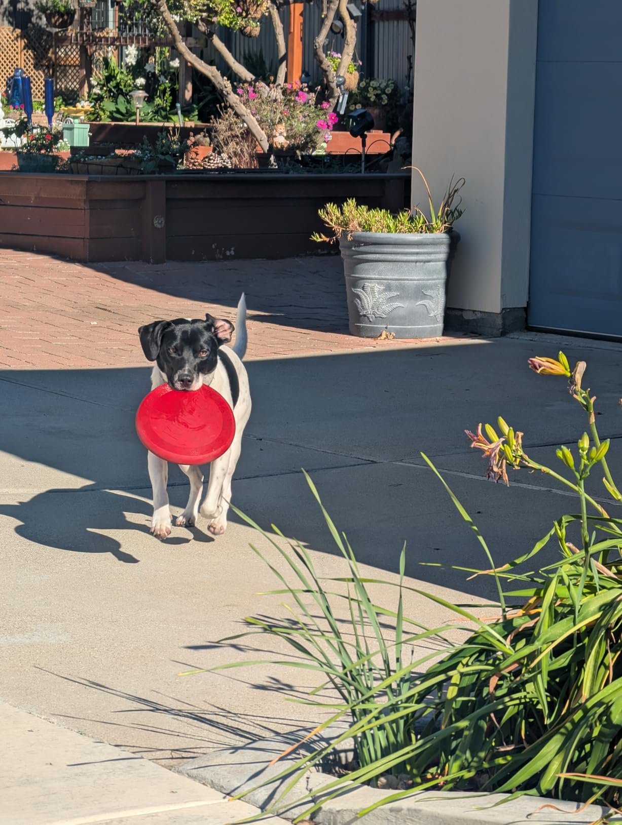 KONG Flyer - Durable Dog Toy for Outdoor Playtime - Natural Rubber Flying Disc, Dog Toy for Fetch - Safer Disc for Healthy Activity - for Small Dogs - Customer Photo 1