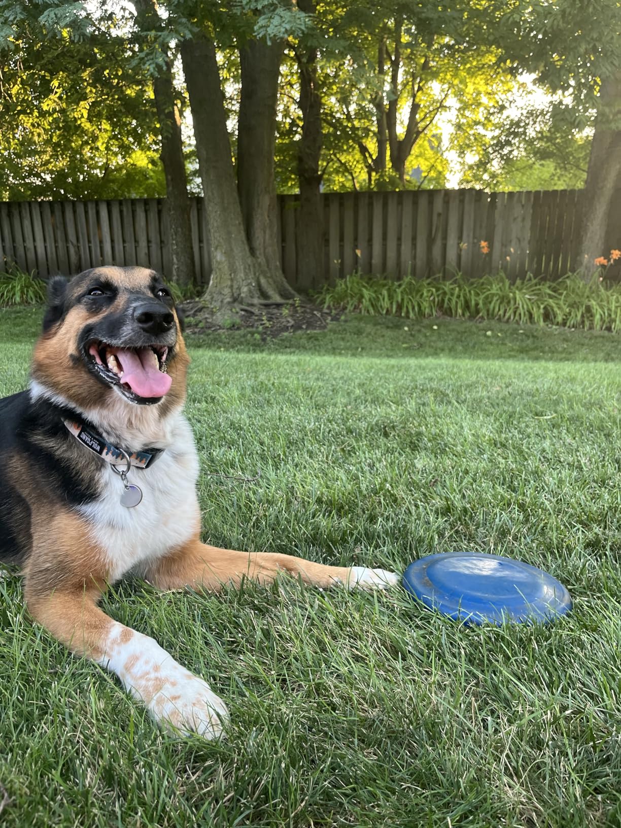 Hyperflite K-10 Jawz Blue Disc • for Dogs Over 16