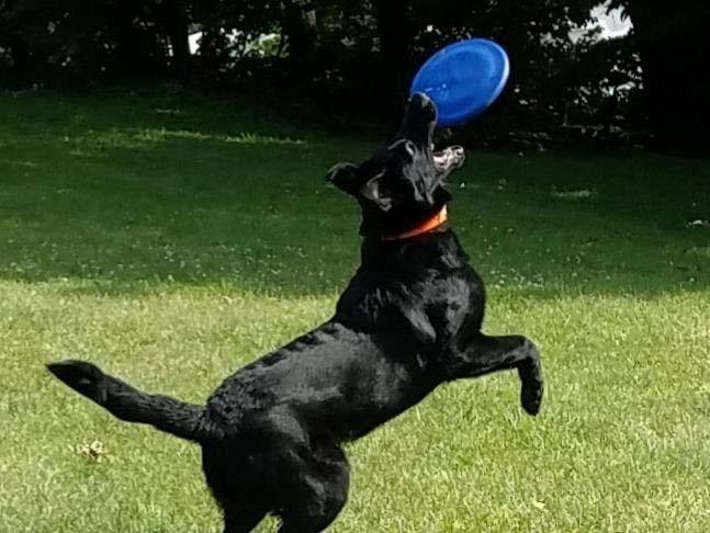 Hyperflite K-10 Jawz Blue Disc • for Dogs Over 16