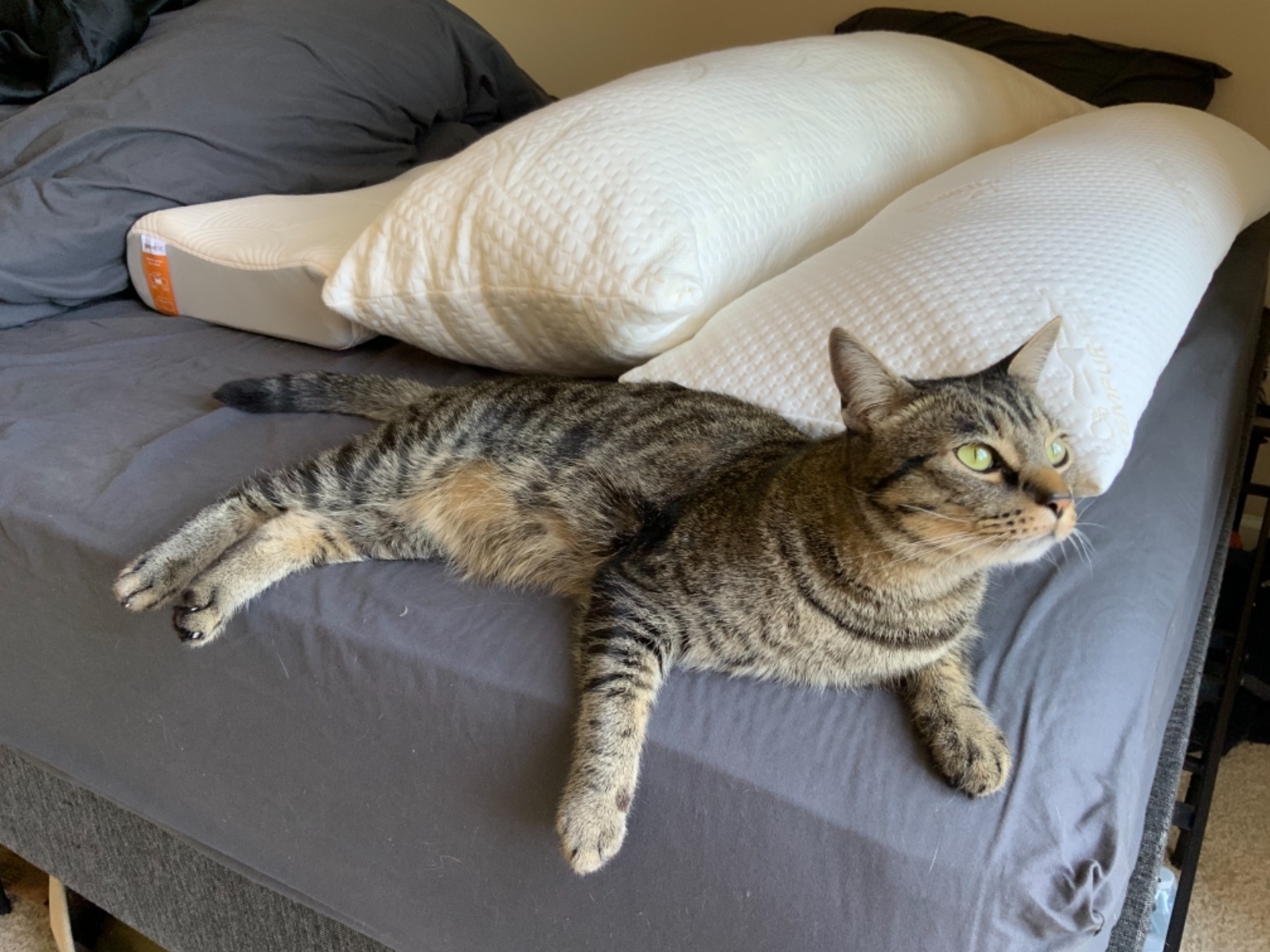 Tempur-Pedic TEMPUR-Body Pillow, Queen Customer Review Tempur-Pedic TEMPUR-Body Pillow, Queen - Customer Photo 2