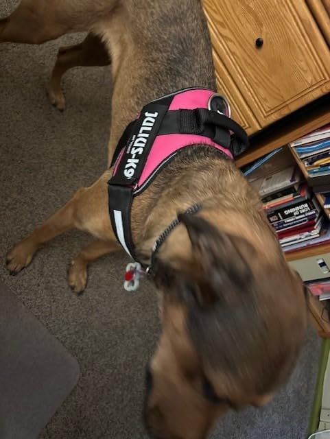 Julius-K9, 16IDC-P-1, IDC Powerharness, Dog Harness, Size: 1, Black - Customer Photo 4