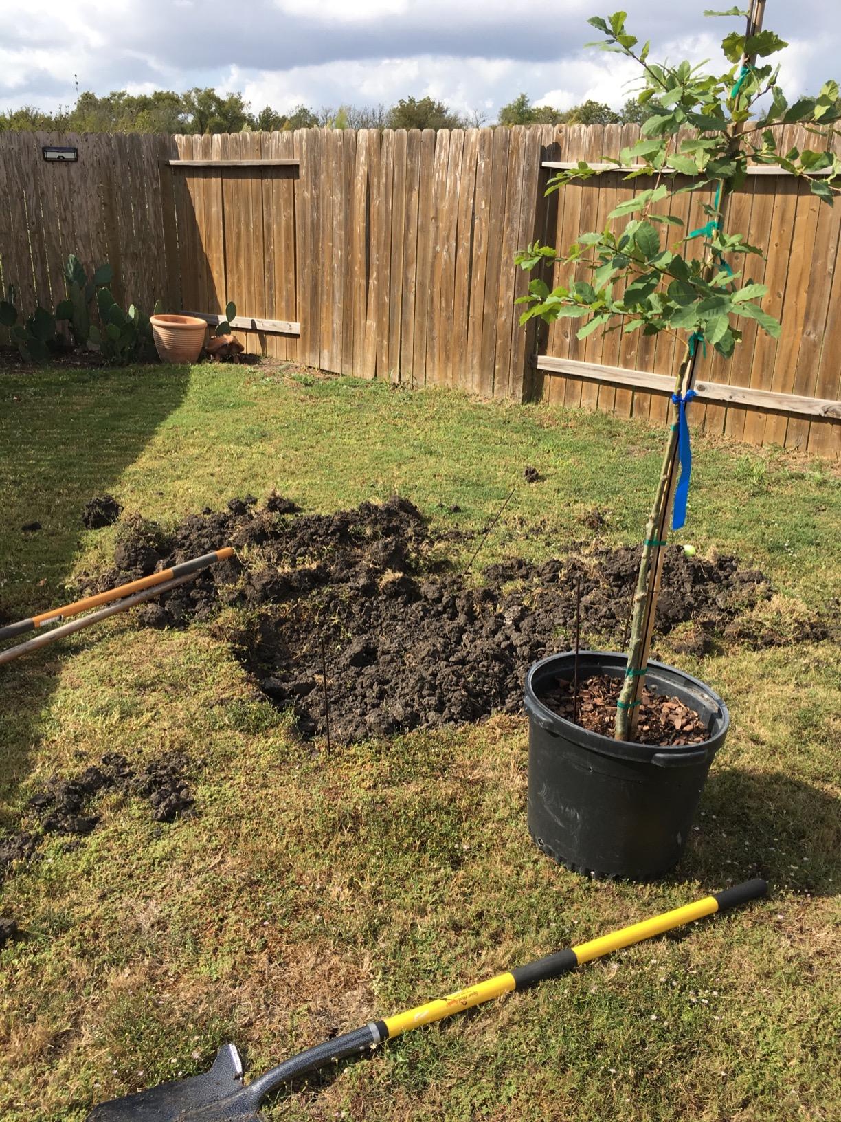 Spear Head Spade SHLF2 58