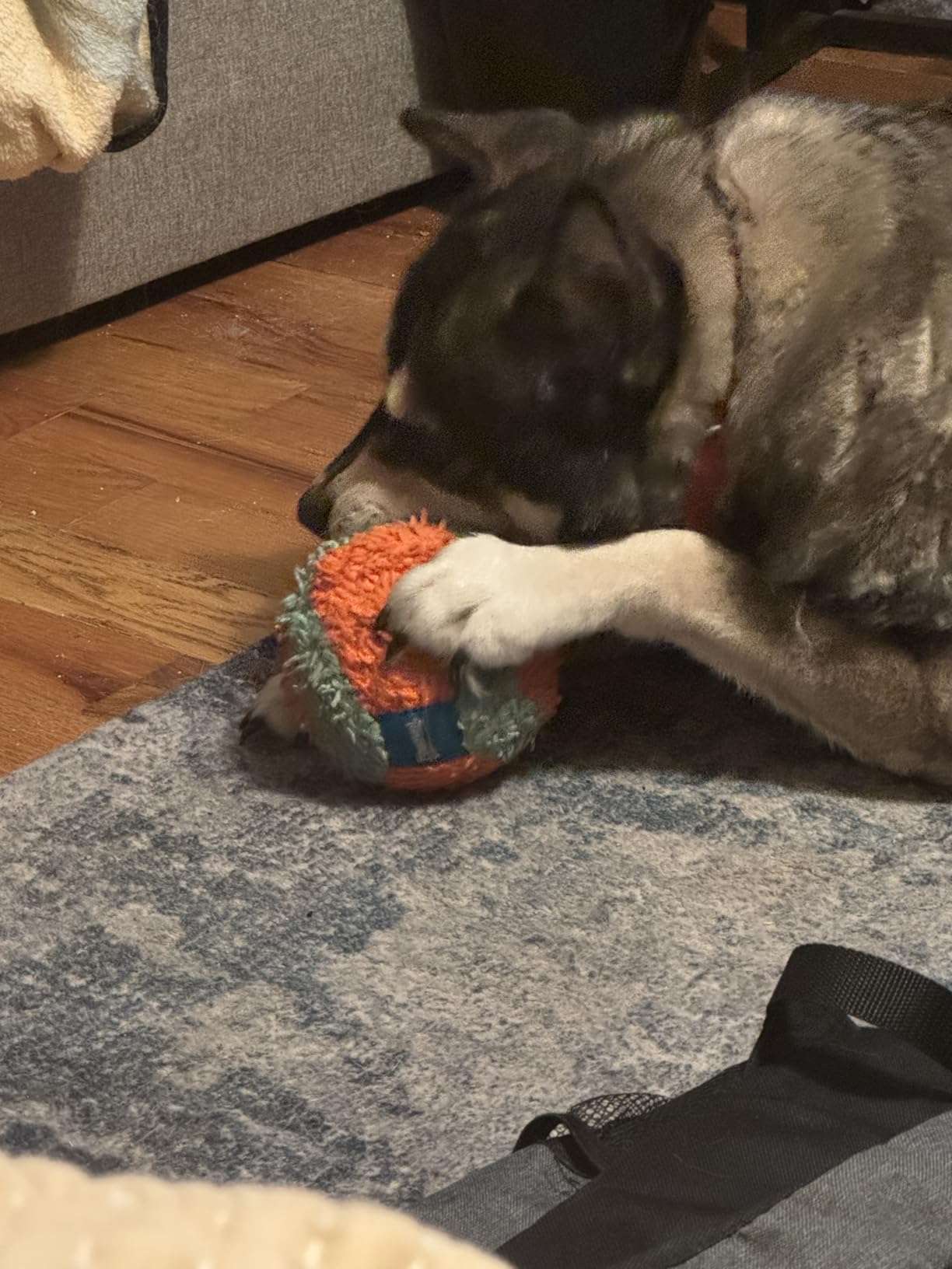 Chuckit! Indoor Fetch Ball Dog Toy for Dogs - Interactive Dog Toys for Boredom, 4.75 Inch, Orange and Blue Customer Review Chuckit! Indoor Fetch Ball Dog Toy for Dogs - Interactive Dog Toys for Boredom, 4.75 Inch, Orange and Blue - Customer Photo 1