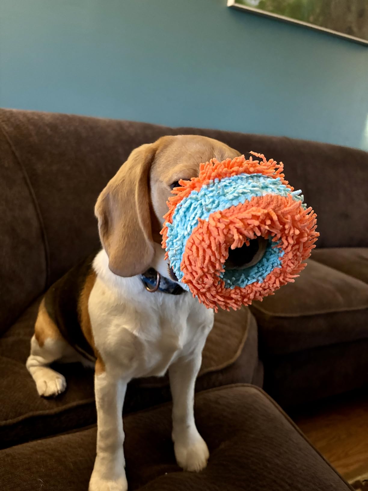 Chuckit! Indoor Fetch Ball Dog Toy for Dogs - Interactive Dog Toys for Boredom, 4.75 Inch, Orange and Blue Customer Review Chuckit! Indoor Fetch Ball Dog Toy for Dogs - Interactive Dog Toys for Boredom, 4.75 Inch, Orange and Blue - Customer Photo 2