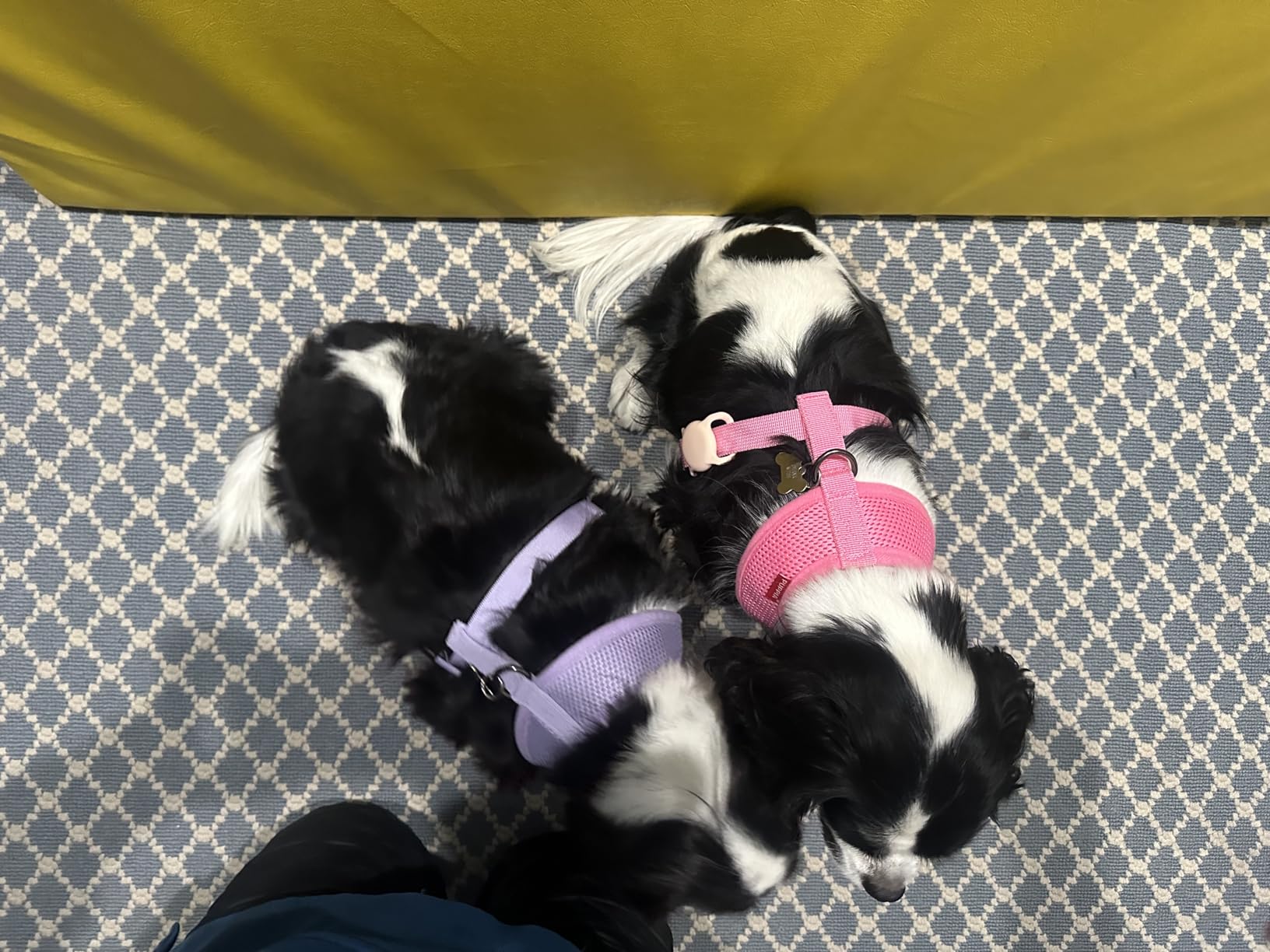 Puppia Soft Dog Harness No Choke Over-The-Head Triple Layered Breathable Mesh Adjustable Chest Belt and Quick-Release Buckle, Pink, Medium - Customer Photo 1