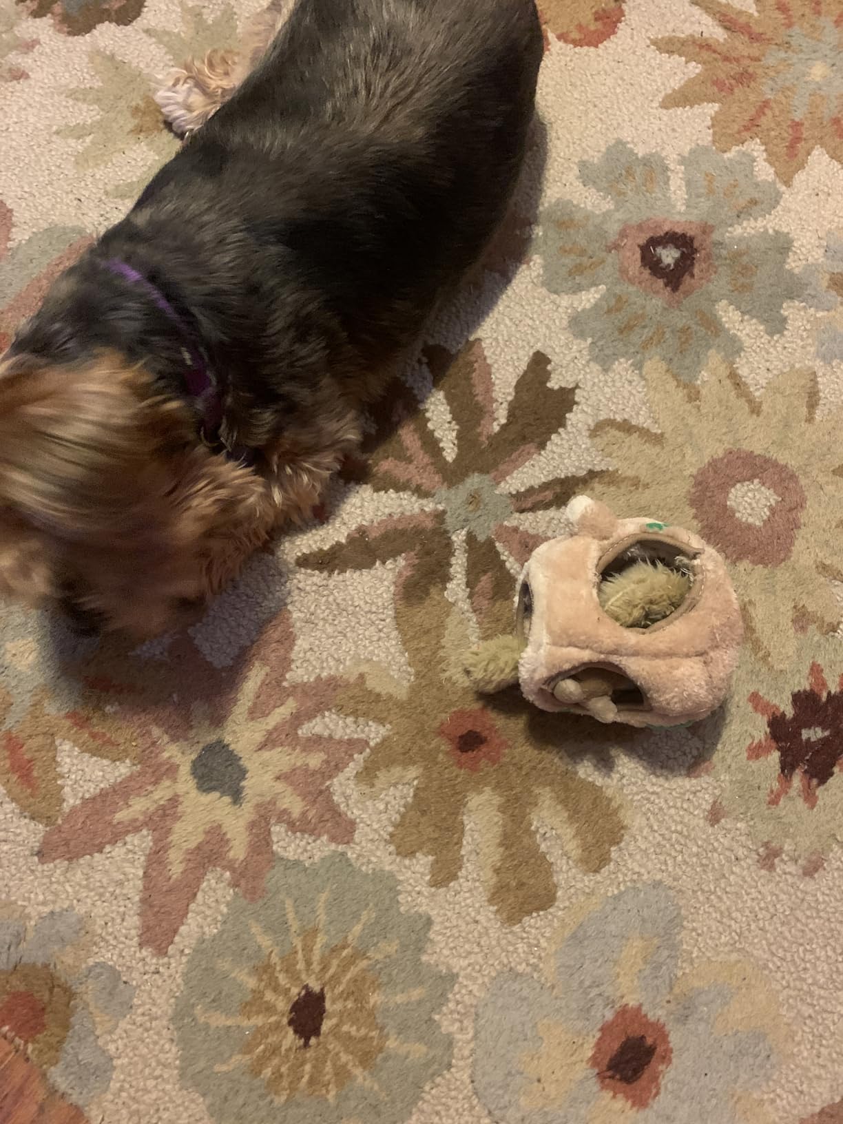 Outward Hound Hide-A-Squirrel Dog Toy – Interactive 2‑in‑1 Plush Puzzle with 6 Squeaky Removable Squirrels, X-Large Customer Review Outward Hound Hide-A-Squirrel Dog Toy – Interactive 2‑in‑1 Plush Puzzle with 6 Squeaky Removable Squirrels, X-Large - Customer Photo 2