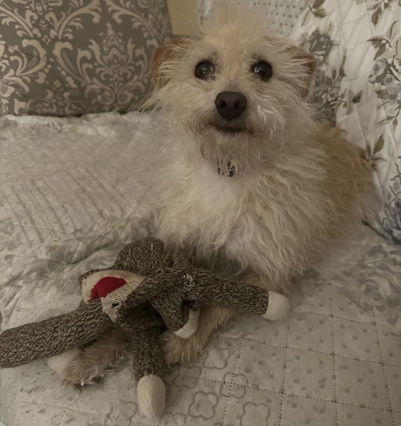 Multipet Lamb Chop Dog Plush Toy - Squeaky Toy for All Dogs - Extra Soft Plush - Stuffed Animal for Cuddling & Playing - Jumbo (24 Multipet Lamb Chop Dog Plush Toy - Squeaky Toy for All Dogs - Extra Soft Plush - Stuffed Animal for Cuddling & Playing - Jumbo (24