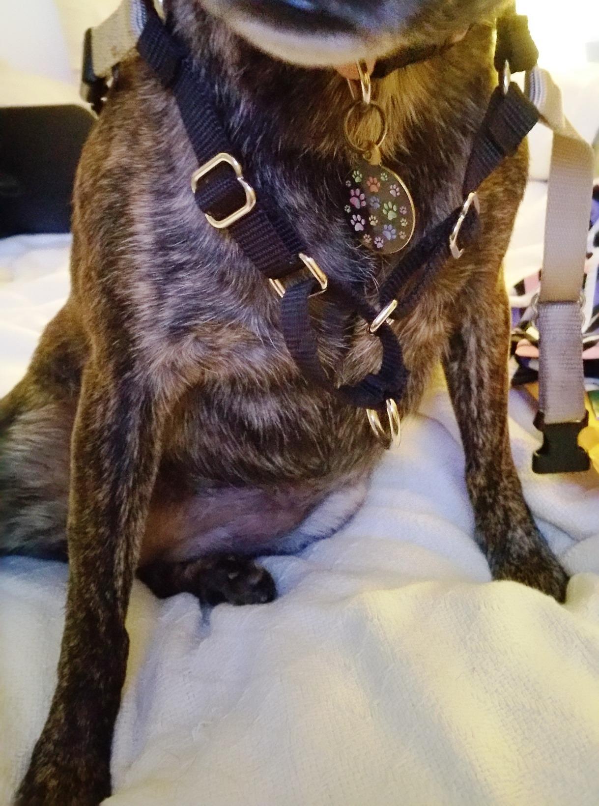 PetSafe Easy Walk No-Pull Dog Harness - The Ultimate Harness to Help Stop Pulling - Take Control & Teach Better Leash Manners - Helps Prevent Pets Pulling on Walks, Medium/Large, Raspberry/Gray - Customer Photo 2