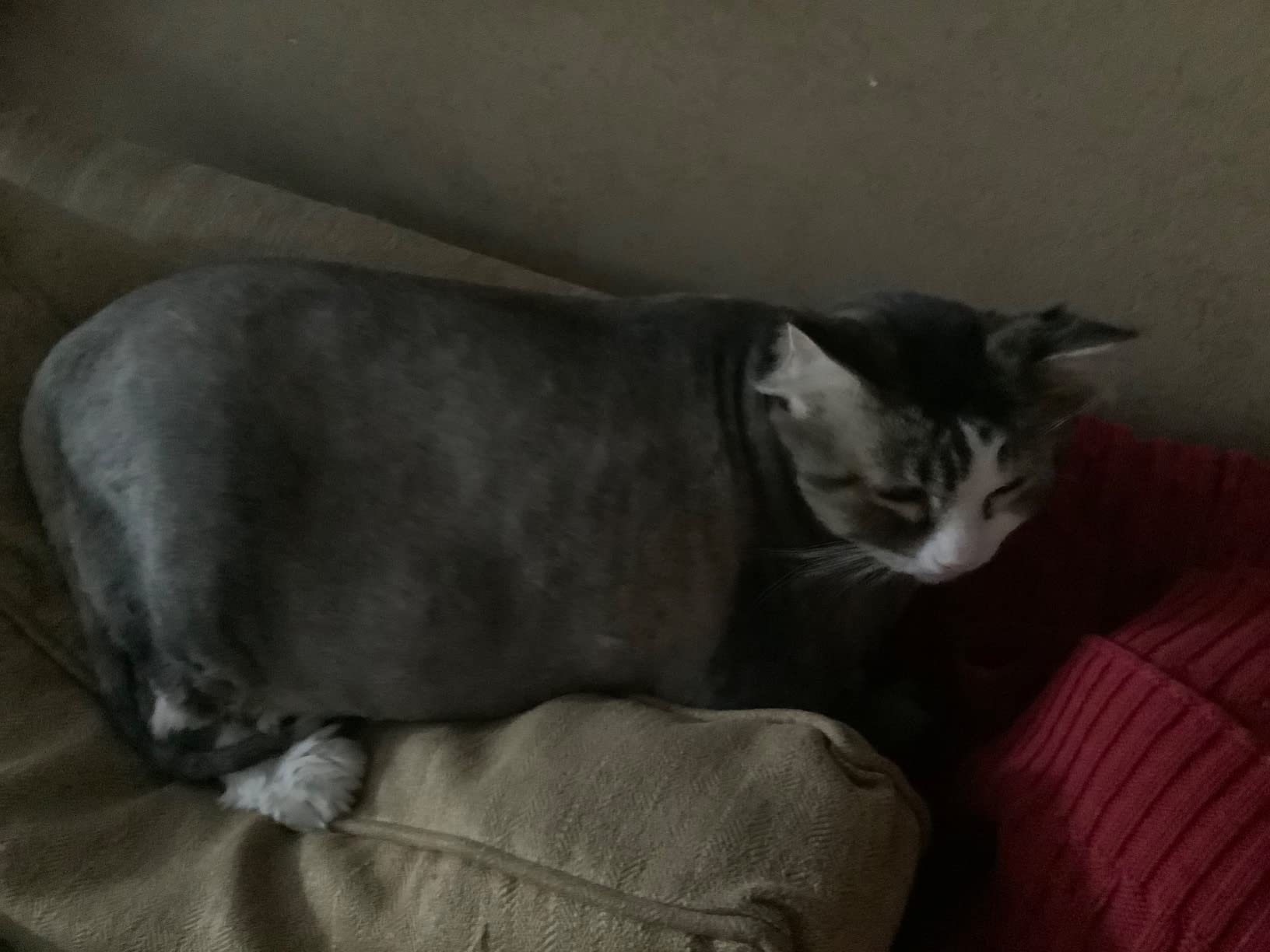 Wahl Professional Animal Arco Pet, Dog, Cat, and Horse Cordless Clipper Kit, Purple - Customer Photo 2