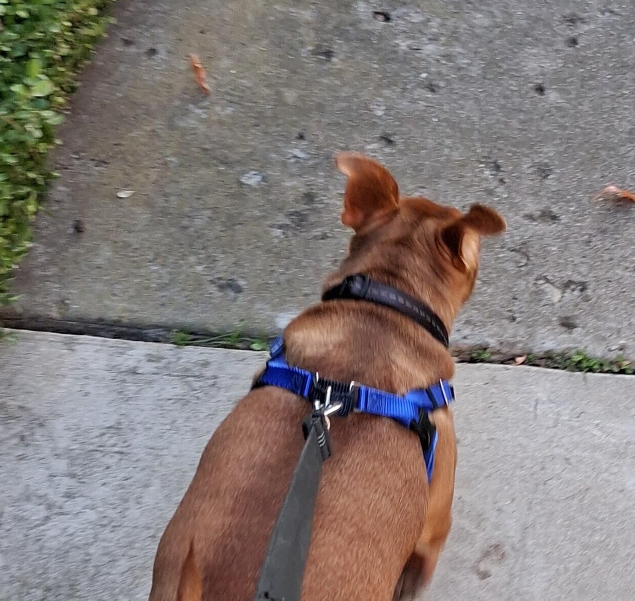 2 Hounds Design Freedom No Pull Dog Harness, Adjustable Harness, Easy Walking & Comfortable Control, Fits Small, Medium & Large Dogs, Solid Colors, Made in USA, 1 inch MD, Teal - Customer Photo 5