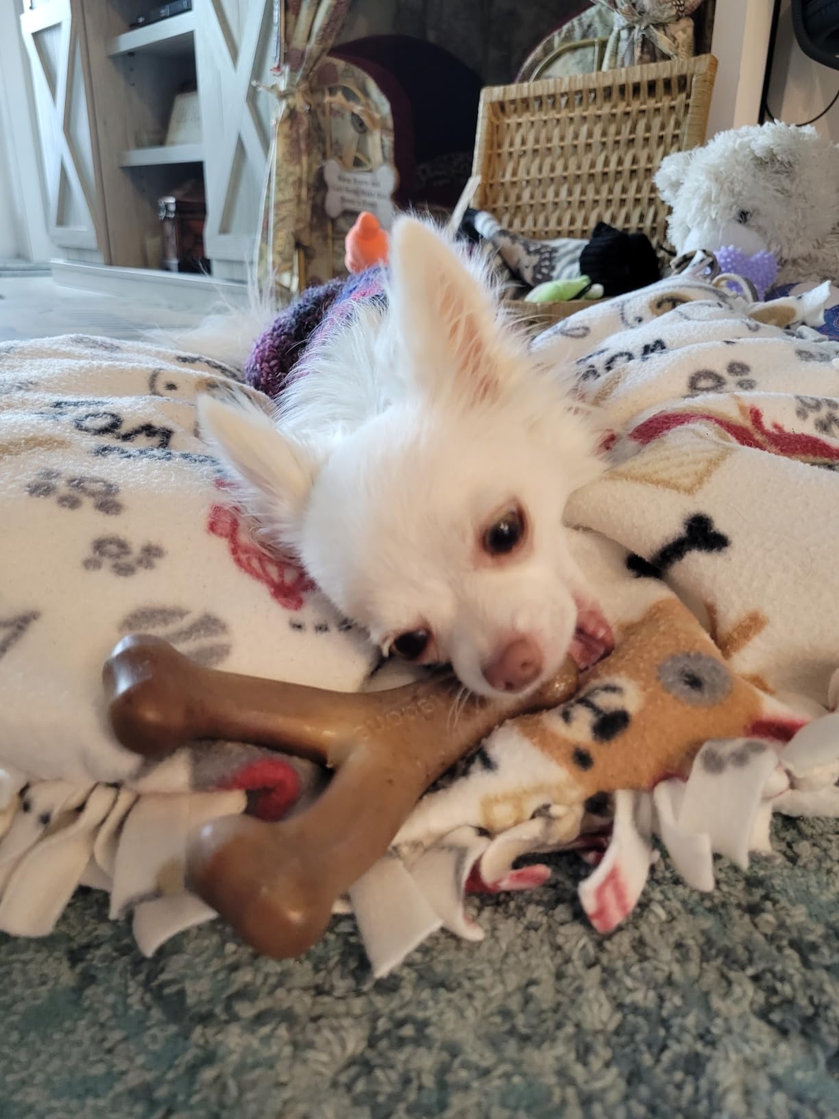 Benebone Wishbone Durable Dog Chew Toy for Aggressive Chewers, Made in USA, Small, Real Bacon Flavor Customer Review Benebone Wishbone Durable Dog Chew Toy for Aggressive Chewers, Made in USA, Small, Real Bacon Flavor - Customer Photo 1