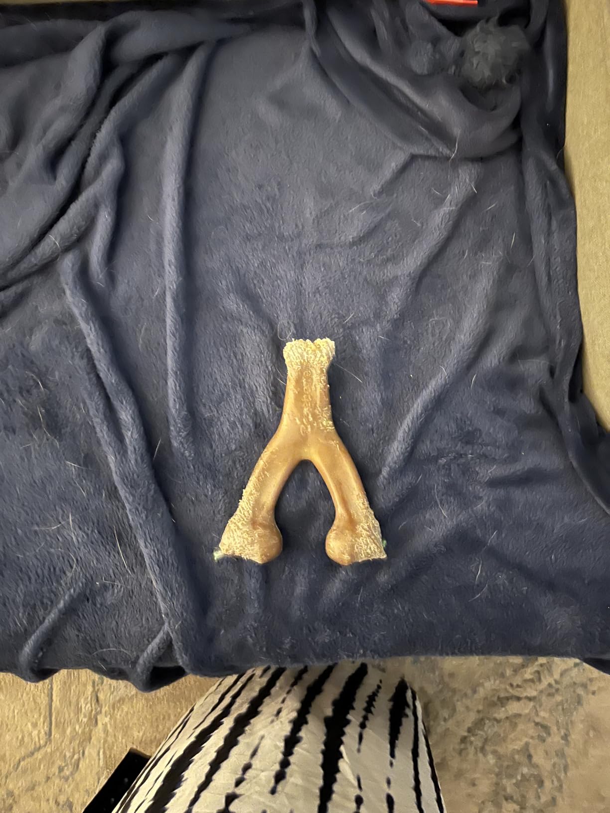 Benebone Wishbone Durable Dog Chew Toy for Aggressive Chewers, Made in USA, Small, Real Bacon Flavor Customer Review Benebone Wishbone Durable Dog Chew Toy for Aggressive Chewers, Made in USA, Small, Real Bacon Flavor - Customer Photo 2