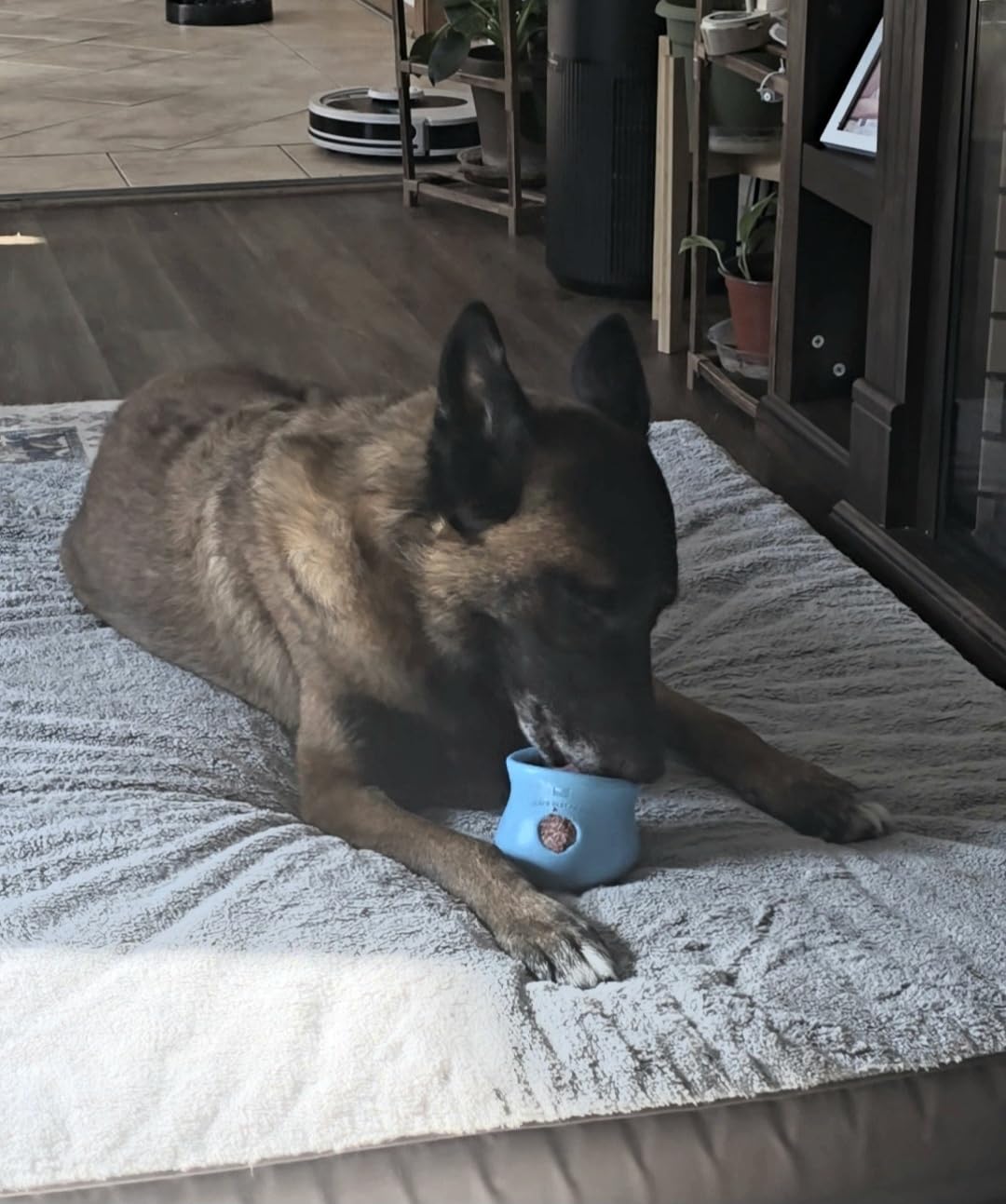 WEST PAW Zogoflex Toppl Interactive Treat Dispensing Puzzle Dog Toy for Mental Stimulation & Enrichment-Holds Kibble & Treats-Lickable, Freezable & Dishwasher Safe-Made in USA-Large-Aqua Blue Customer Review WEST PAW Zogoflex Toppl Interactive Treat Dispensing Puzzle Dog Toy for Mental Stimulation & Enrichment-Holds Kibble & Treats-Lickable, Freezable & Dishwasher Safe-Made in USA-Large-Aqua Blue - Customer Photo 1