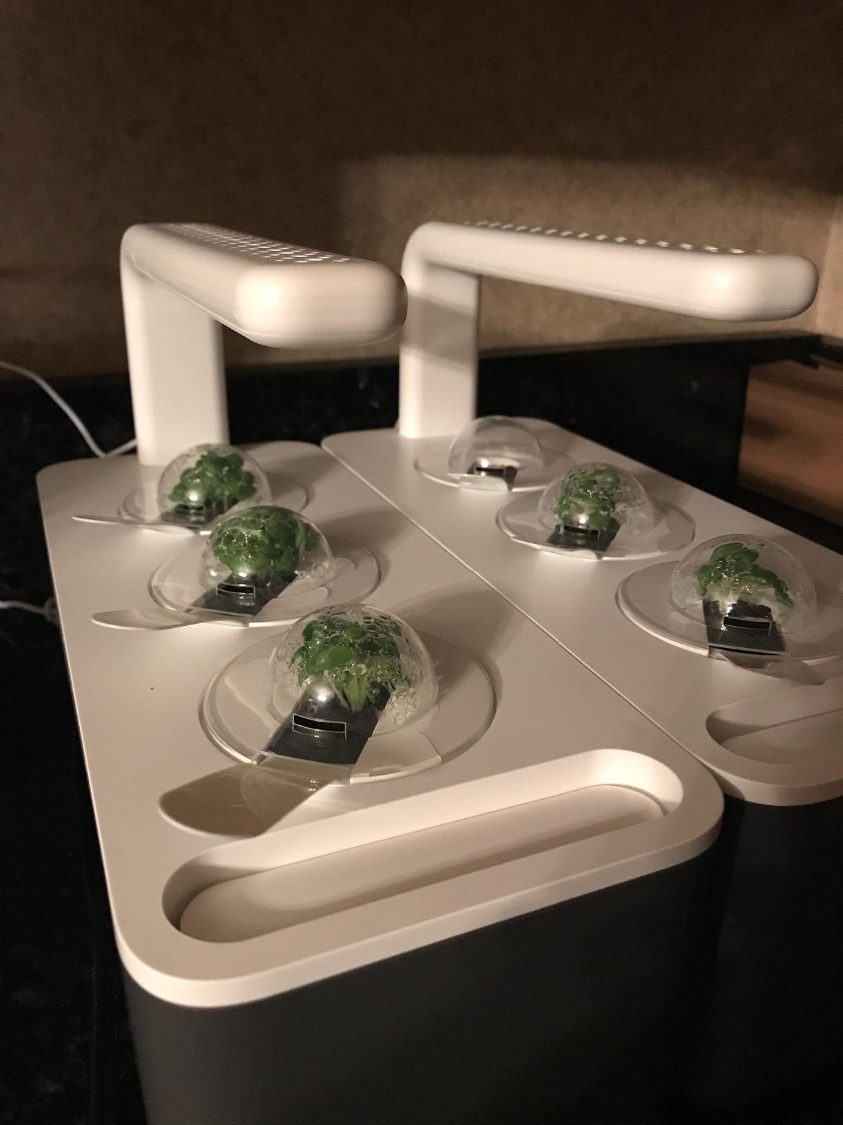 Click & Grow Indoor Herb Garden Kit with Grow Light | Smart Garden for Home Kitchen Windowsill | Easier Than Hydroponics Growing System | Vegetable Gardening Starter (3 Basil Pods Included), White - Customer Photo 5