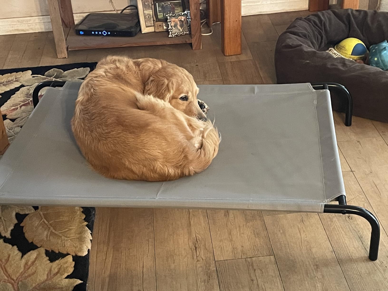 Amazon Basics Cooling Breathable Elevated Dog Bed with Durable Metal Frame, Medium, 43 x 26 x 7.5 Inch, Grey, Easy to Assemble - Customer Photo 1