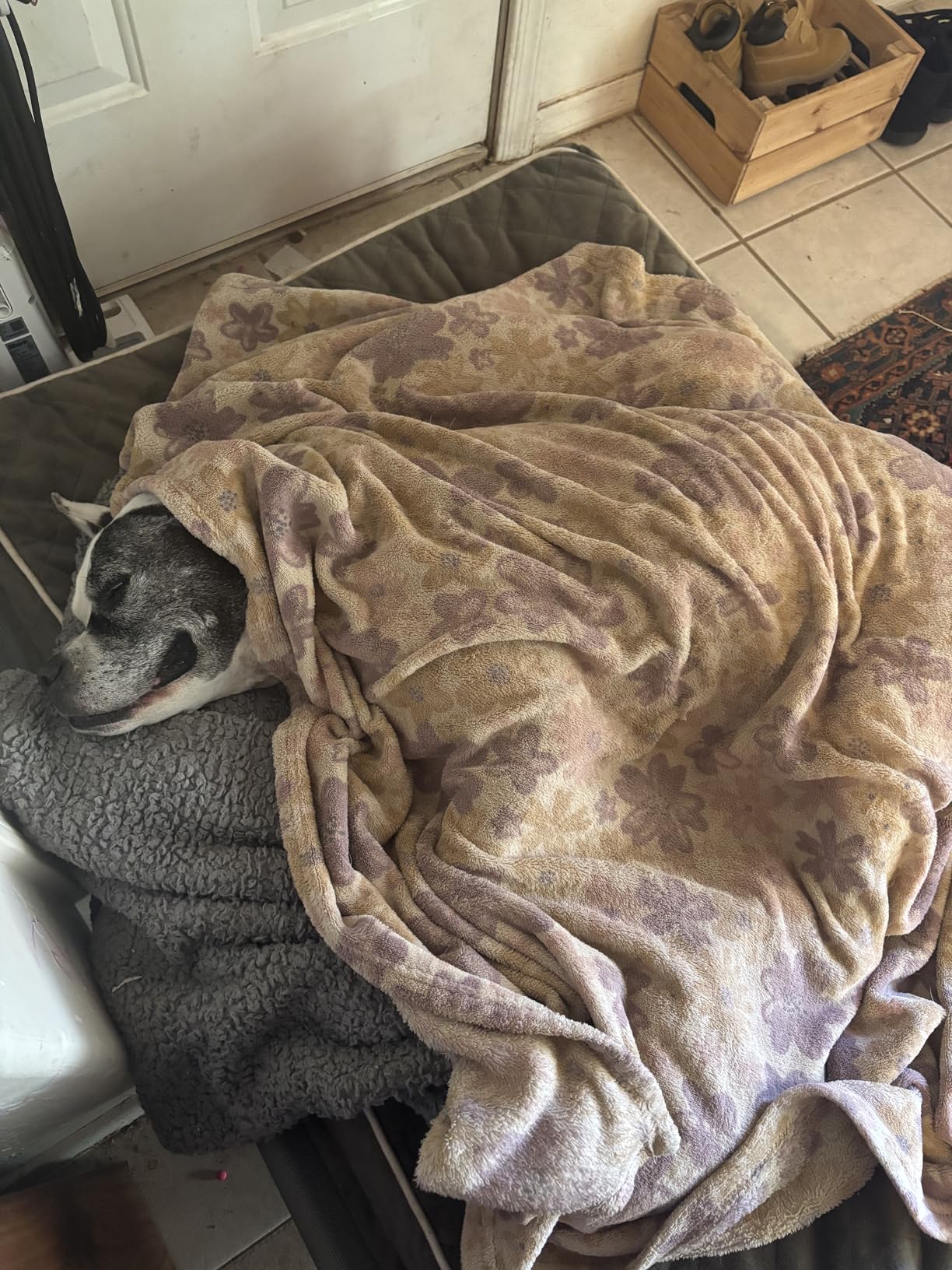 Amazon Basics Cooling Breathable Elevated Dog Bed with Metal Frame for Large Dogs, 51 x 31 x 8 Inch, Grey - Customer Photo 2