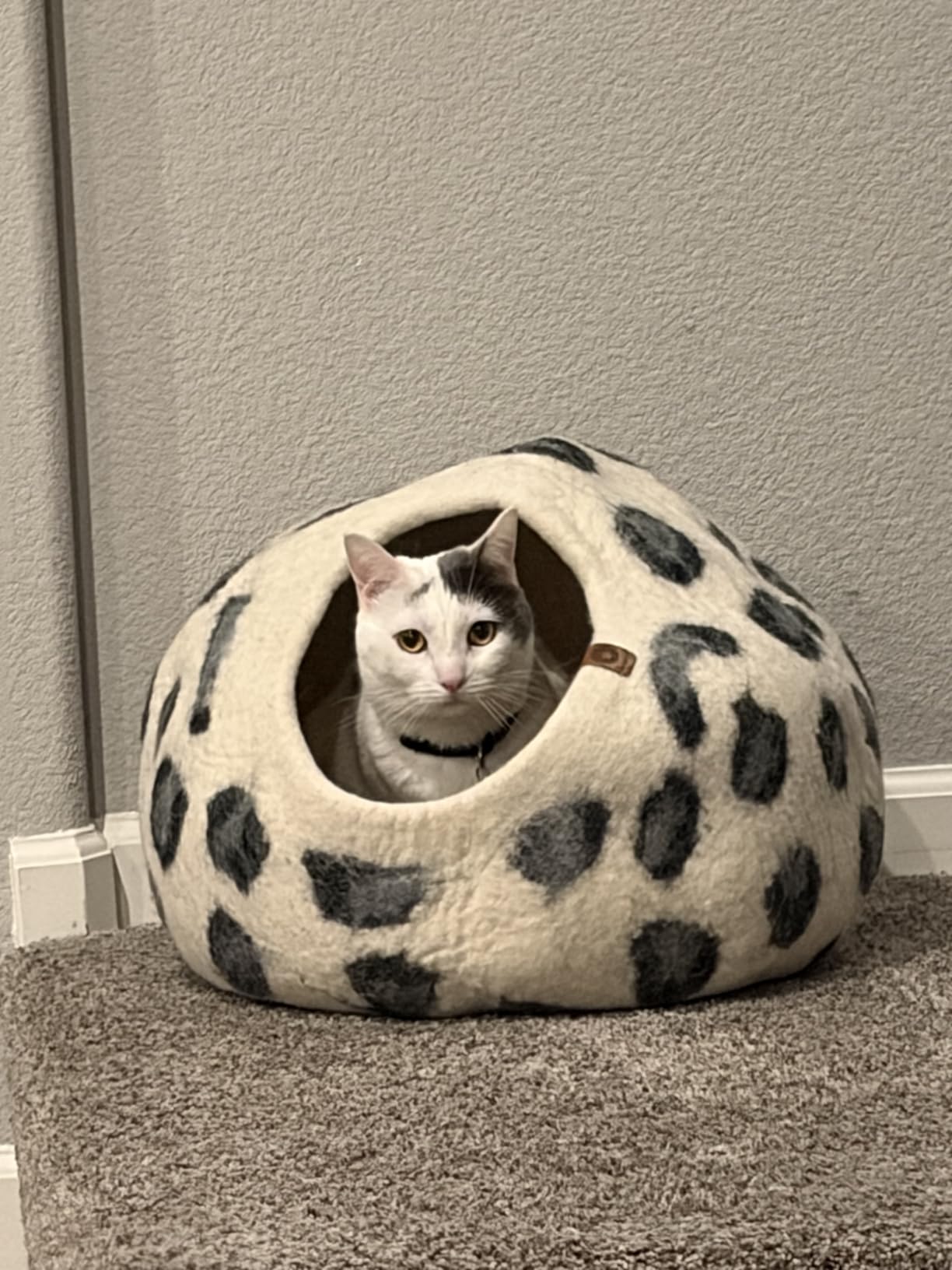 MEOWFIA Cat Cave – Premium Felt Cat Bed for Indoor Cats, Handmade Merino Wool (Light Grey, Medium) - Customer Photo 1