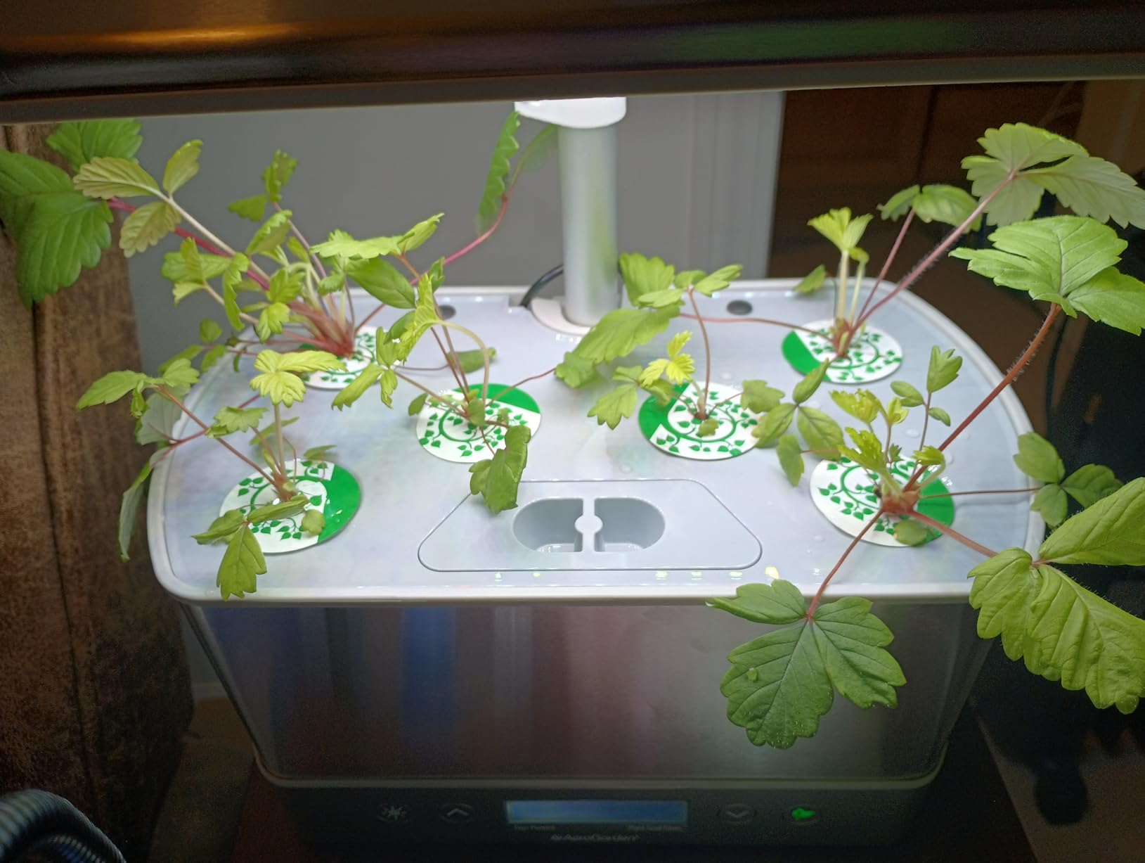 AeroGarden Harvest Elite Indoor Garden Hydroponic System with LED Grow Light and Seed Kit, Holds up to 6 Pods, Stainless Steel - Customer Photo 4