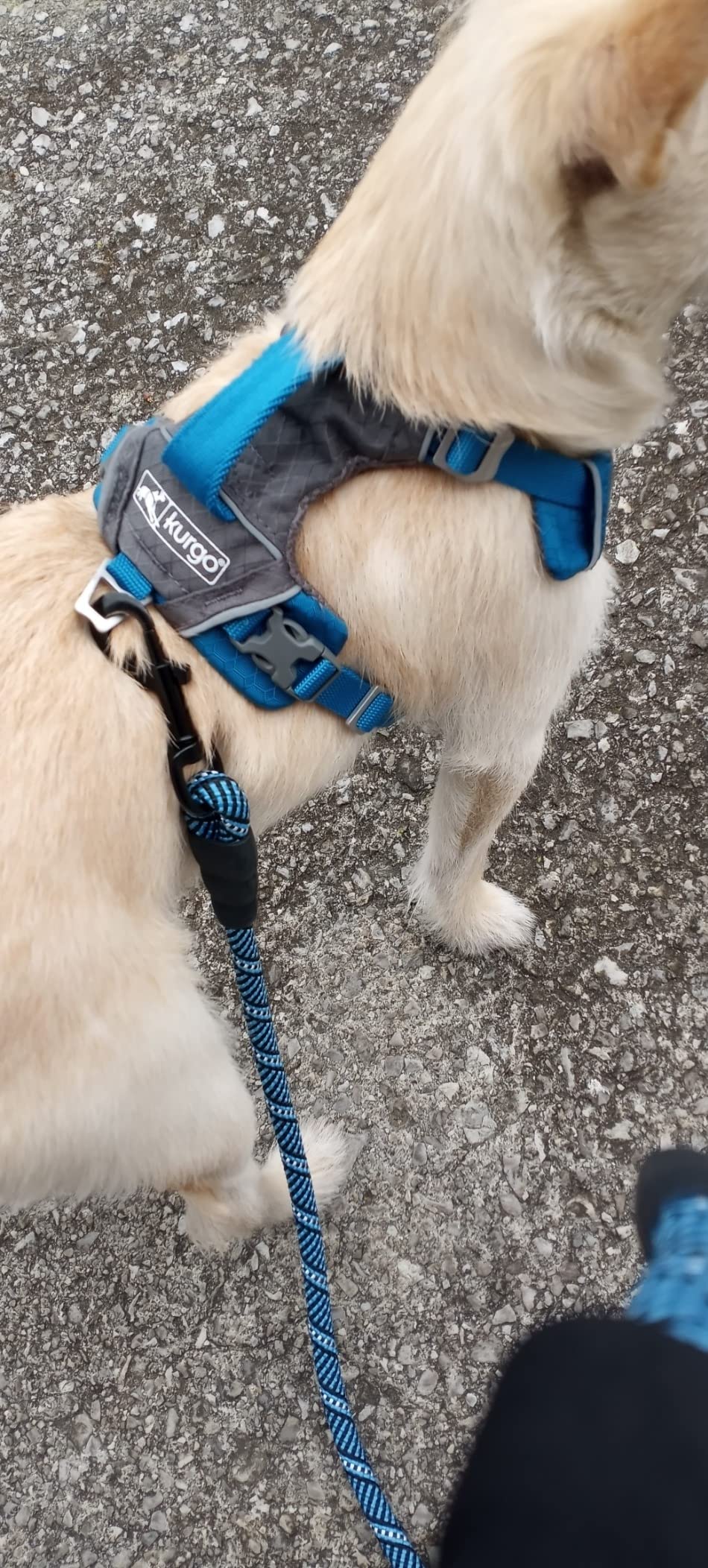 Kurgo Journey Air Dog Harness - Secure Fit for Active Dogs - Padded Chest - Lightweight Ripstop Fabric - Breathable Mesh - Reflective Trim - Back Assist Handle - Blue - Large - Customer Photo 1
