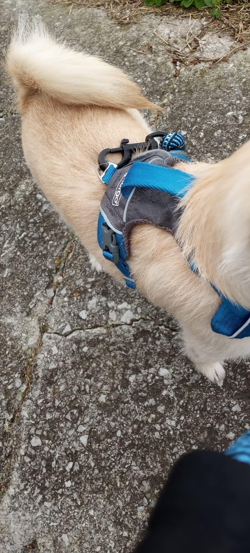 Kurgo Journey Air Dog Harness - Secure Fit for Active Dogs - Padded Chest - Lightweight Ripstop Fabric - Breathable Mesh - Reflective Trim - Back Assist Handle - Blue - Large - Customer Photo 3