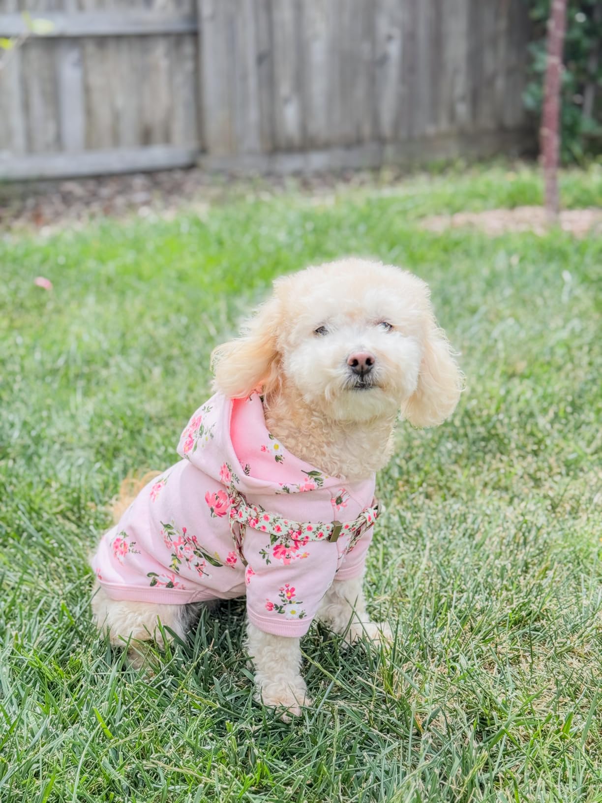 Blueberry Pet Floral Dog Hoodie, Rose Print Pullover Sweatshirt for Medium Dogs, 14 Blueberry Pet Floral Dog Hoodie, Rose Print Pullover Sweatshirt for Medium Dogs, 14