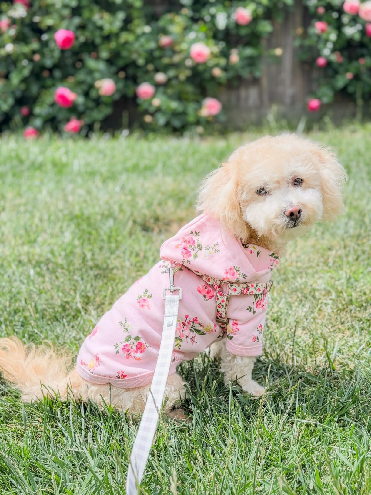 Blueberry Pet Floral Dog Hoodie, Rose Print Pullover Sweatshirt for Medium Dogs, 14 Blueberry Pet Floral Dog Hoodie, Rose Print Pullover Sweatshirt for Medium Dogs, 14