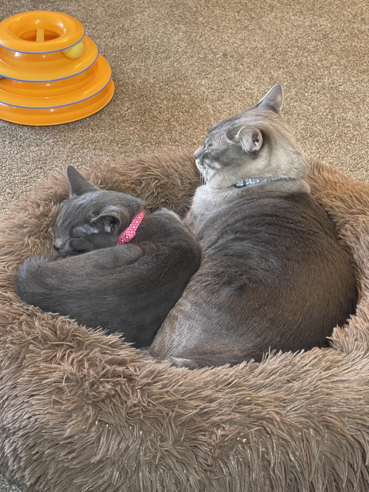 MIXJOY Orthopedic Dog Bed Comfortable Donut Cuddler Round Pet Beds Ultra Soft Washable Dog and Cat Cushion (23'', Brown) - Customer Photo 2