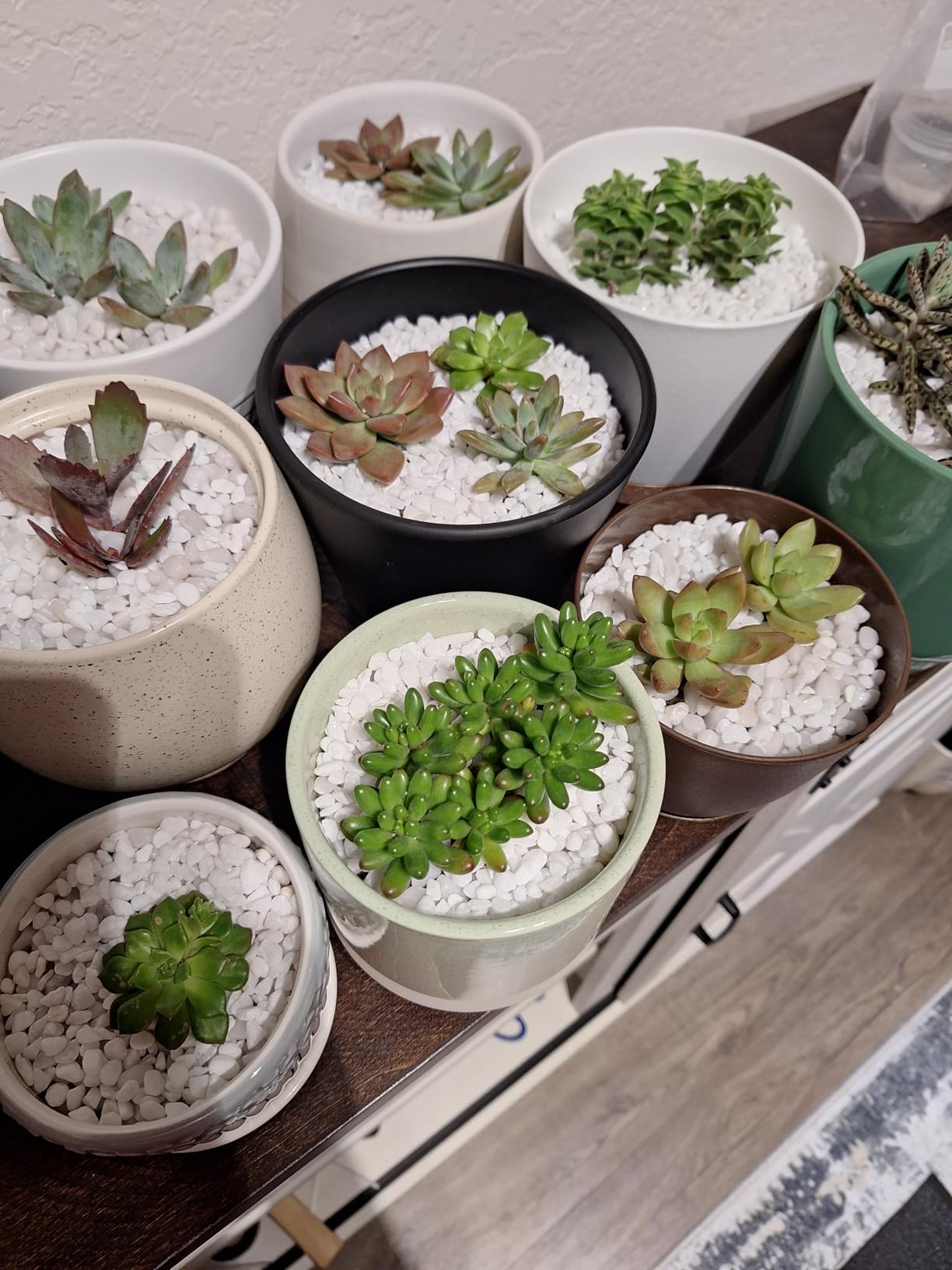 Altman Plants, Live Succulent Plants (20 Pack) Assorted Potted Succulents Plants Live House Plants in Cacti and Succulent Soil Mix, Cactus Plants Live Indoor Plants Live Houseplants in Planter Pots Customer Review Altman Plants, Live Succulent Plants (20 Pack) Assorted Potted Succulents Plants Live House Plants in Cacti and Succulent Soil Mix, Cactus Plants Live Indoor Plants Live Houseplants in Planter Pots - Customer Photo 1