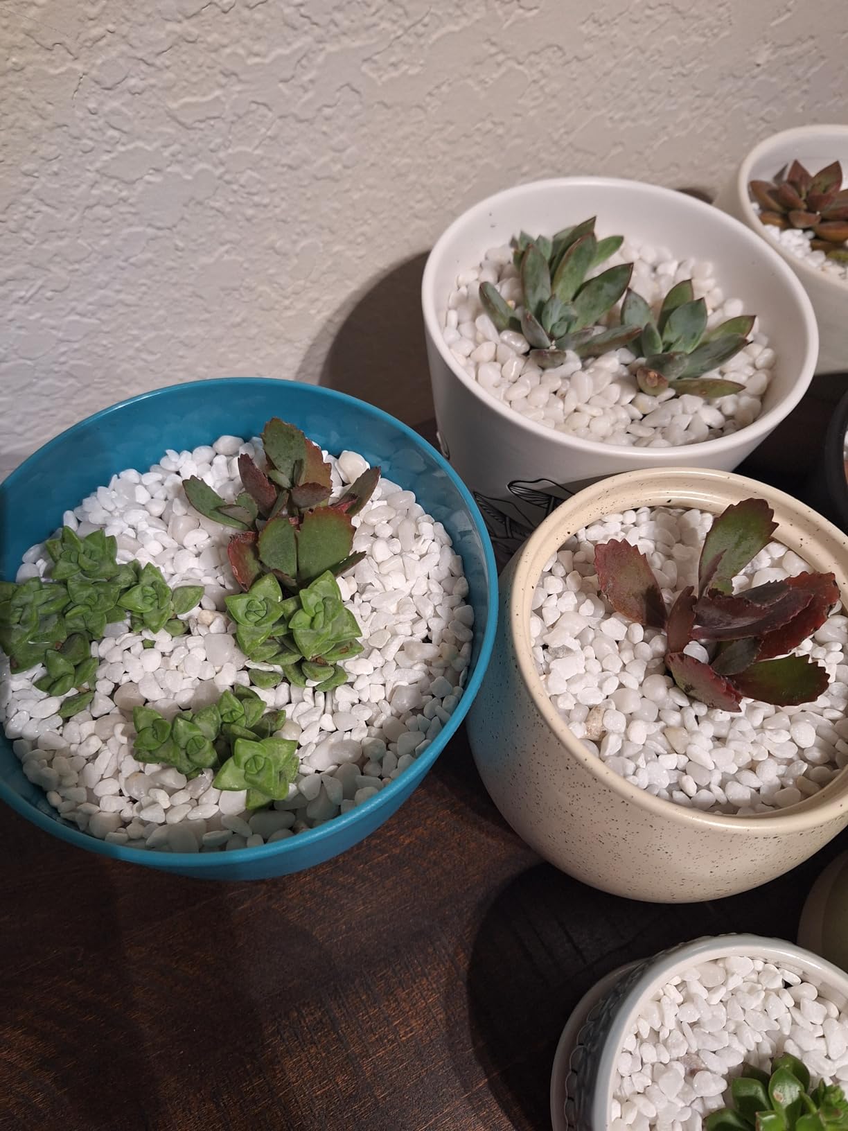 Altman Plants, Live Succulent Plants (20 Pack) Assorted Potted Succulents Plants Live House Plants in Cacti and Succulent Soil Mix, Cactus Plants Live Indoor Plants Live Houseplants in Planter Pots Customer Review Altman Plants, Live Succulent Plants (20 Pack) Assorted Potted Succulents Plants Live House Plants in Cacti and Succulent Soil Mix, Cactus Plants Live Indoor Plants Live Houseplants in Planter Pots - Customer Photo 2