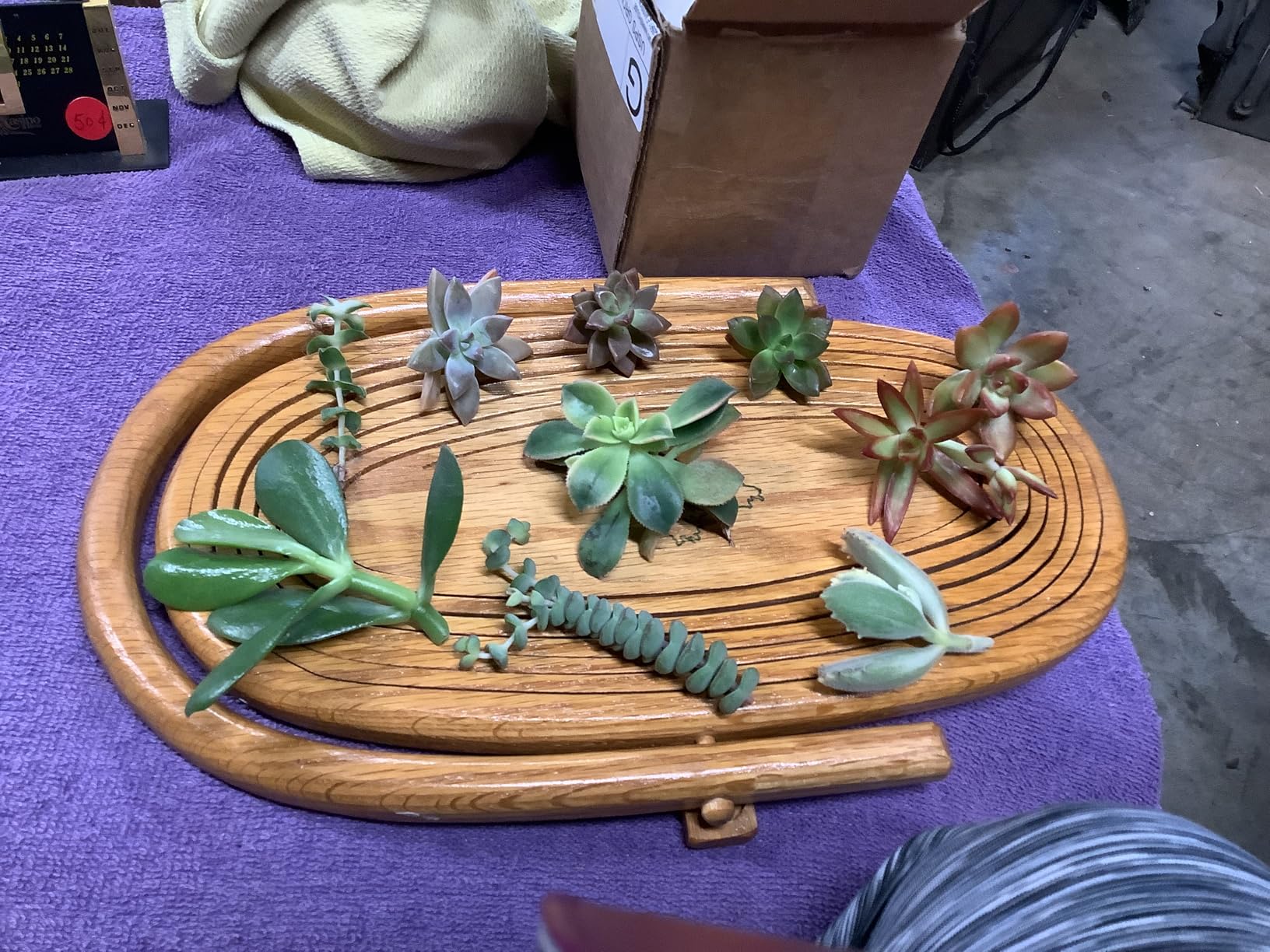 10 Assorted Live Succulent Cuttings, No 2 Succulents Alike, Great for Terrariums, Mini Gardens, and as Starter Plants by The Succulent Cult Customer Review 10 Assorted Live Succulent Cuttings, No 2 Succulents Alike, Great for Terrariums, Mini Gardens, and as Starter Plants by The Succulent Cult - Customer Photo 1