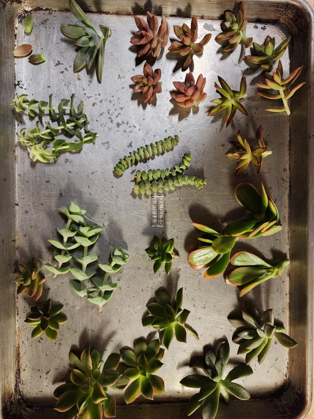 10 Assorted Live Succulent Cuttings, No 2 Succulents Alike, Great for Terrariums, Mini Gardens, and as Starter Plants by The Succulent Cult Customer Review 10 Assorted Live Succulent Cuttings, No 2 Succulents Alike, Great for Terrariums, Mini Gardens, and as Starter Plants by The Succulent Cult - Customer Photo 2