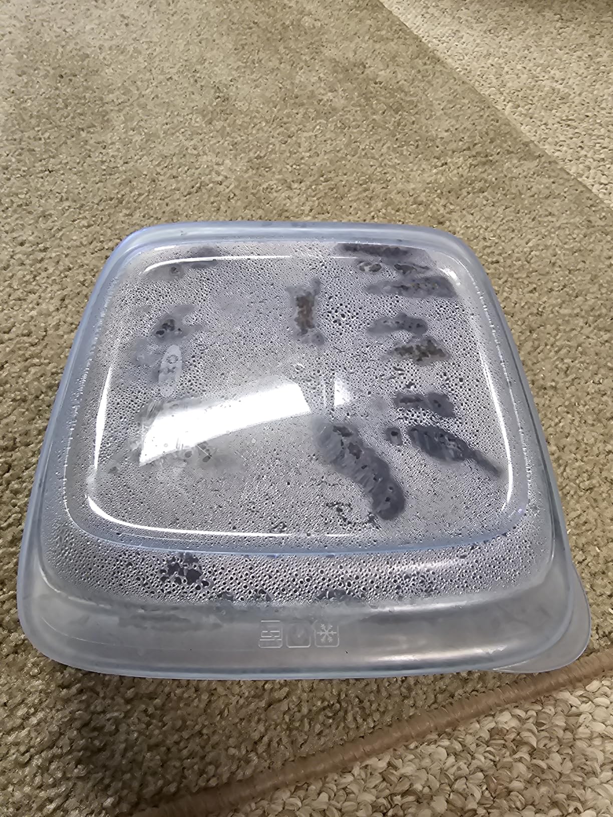 OXO Good Grips GLASS LOAF PAN WITH LID Customer Review OXO Good Grips GLASS LOAF PAN WITH LID - Customer Photo 1