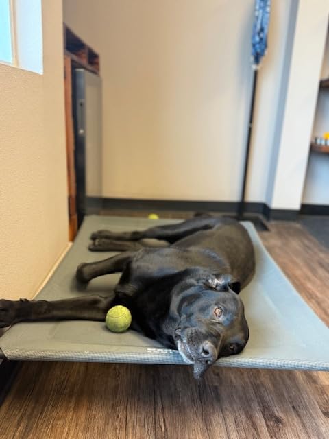 Bedsure Outdoor Elevated Dog Bed Large Sized Dog, Portable Indoor & Outdoor Cooling Raised Cot Pet Hammock Bed with Skid-Resistant Feet, Frame with Breathable Mesh, Grey, 49 inches - Customer Photo 1