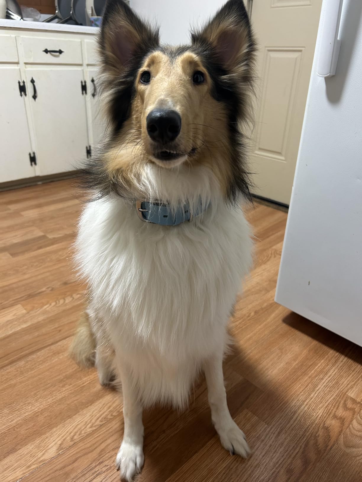 Tuff Pupper Classic Heavy Duty Dog Collar | 10x Stronger Than Leather | 100% Waterproof & Odor Proof Dog Collar | Tough Rust-Proof All Metal Hardware - Customer Photo 1