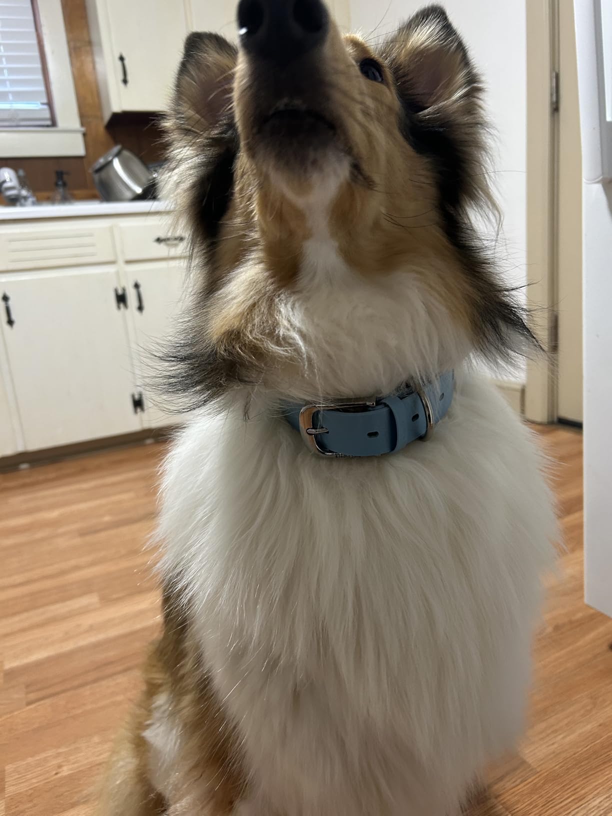 Tuff Pupper Classic Heavy Duty Dog Collar | 10x Stronger Than Leather | 100% Waterproof & Odor Proof Dog Collar | Tough Rust-Proof All Metal Hardware - Customer Photo 2