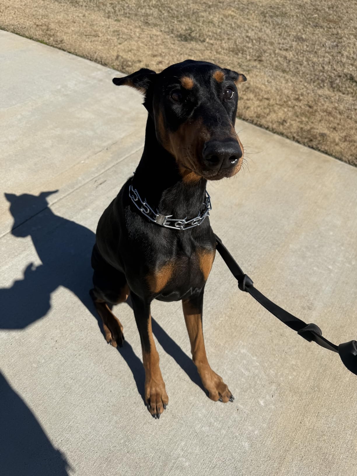 Herm Sprenger Prong Dog Training Collar, 22in x 3.0mm (Neck Size up to 18in) Medium, Ultra-Plus Chrome Plated Steel Pet Pinch Anti Pull Collar for Dogs Made in Germany - Customer Photo 2