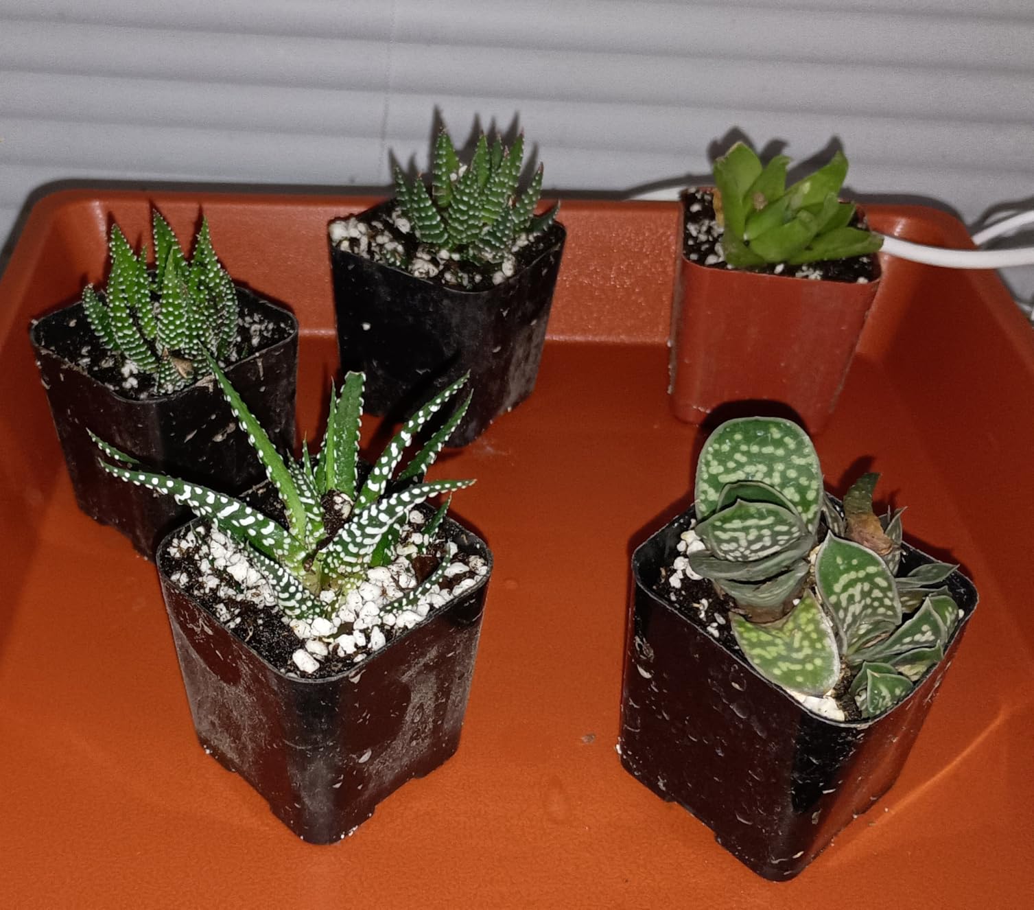 Shop Succulents | Alluring Collection of Live, Hand Selected Variety Pack of Mini 5 Different Aloe Plants in 2 Shop Succulents | Alluring Collection of Live, Hand Selected Variety Pack of Mini 5 Different Aloe Plants in 2