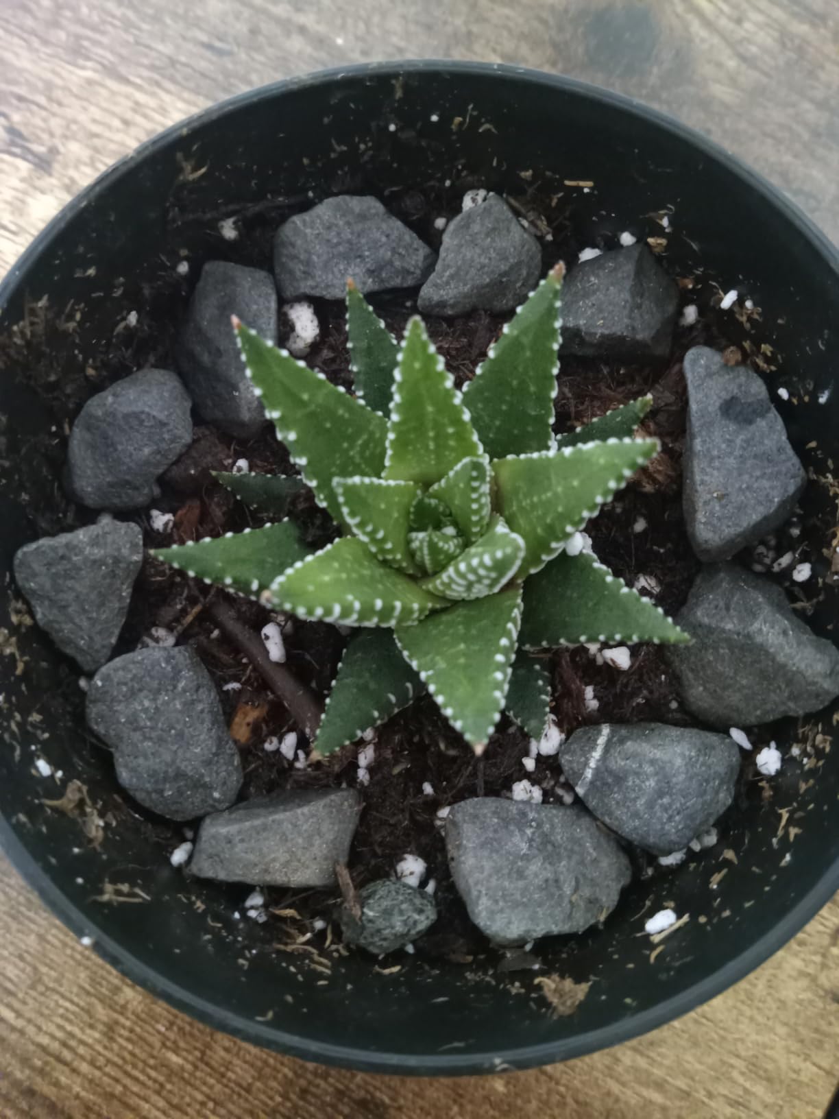 Shop Succulents | Alluring Collection of Live, Hand Selected Variety Pack of Mini 5 Different Aloe Plants in 2 Shop Succulents | Alluring Collection of Live, Hand Selected Variety Pack of Mini 5 Different Aloe Plants in 2