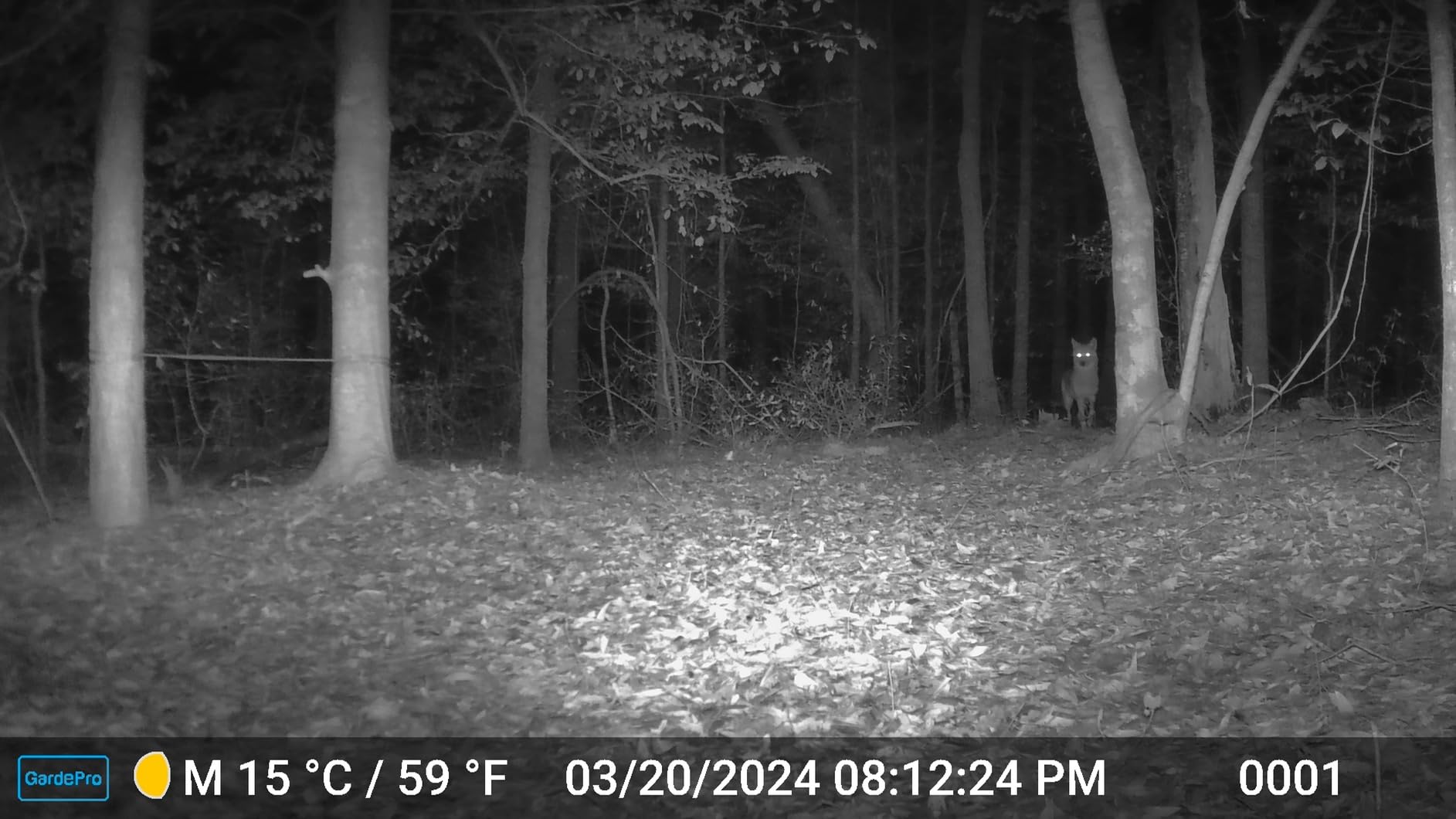 GardePro A3S Trail Camera (Non-Cellular, Non-WiFi), Enhanced Low-Light Performance, 64MP Photo & 1296P HD Video, 0.1s Trigger, 100ft No-Glow Night Vision, Motion Activated Wildlife Camera customer photo 1