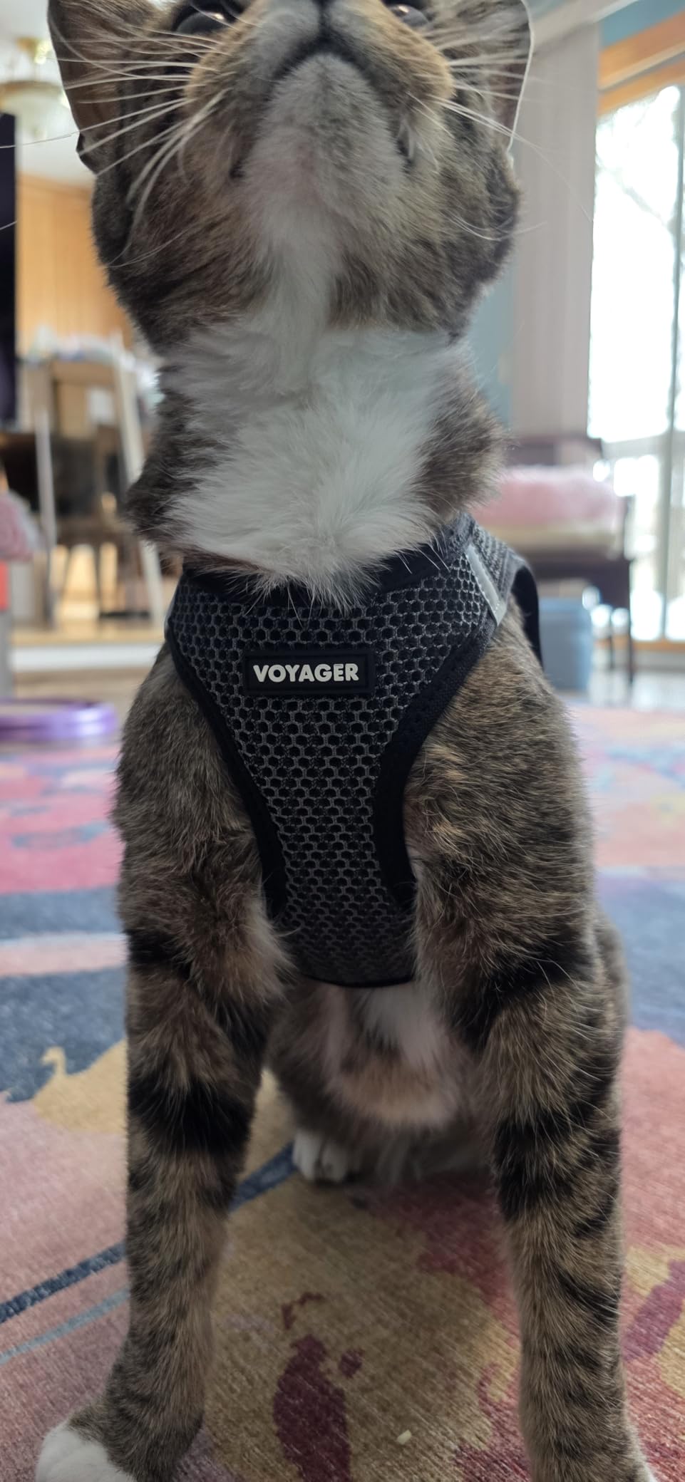 Best Pet Supplies Voyager Step-in Air Harness - All Weather Mesh, Reflective, No Pull Harness for Dogs, Cats - Secure with Hook & Loop Fastener, Buckle, Double D-Rings - Fuchsia, S - Customer Photo 5