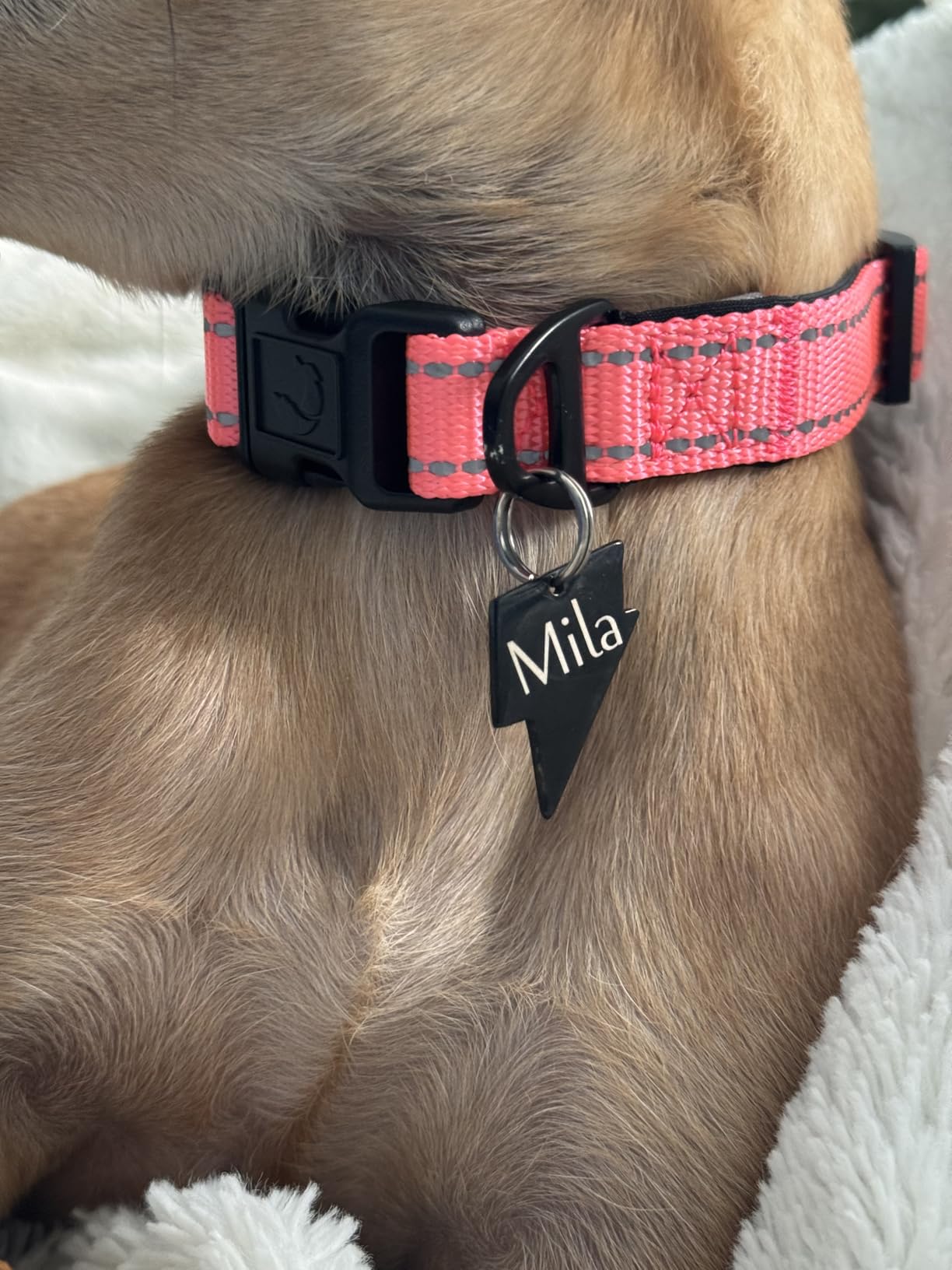 Joytale Reflective Dog Collar, Soft Neoprene Padded, Metal D-Ring, Nylon Pet Collar Adjustable for Large Dogs, Teal, L - Customer Photo 2