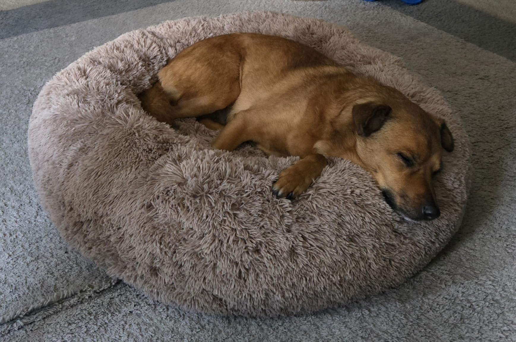 Bedsure Calming Dog Bed Medium Size Dog - Donut Washable Medium Pet Bed, 30 inches Anti-Slip Round Fluffy Plush Faux Fur Cat Bed, Fits up to 45 lbs Pets, Camel - Customer Photo 1