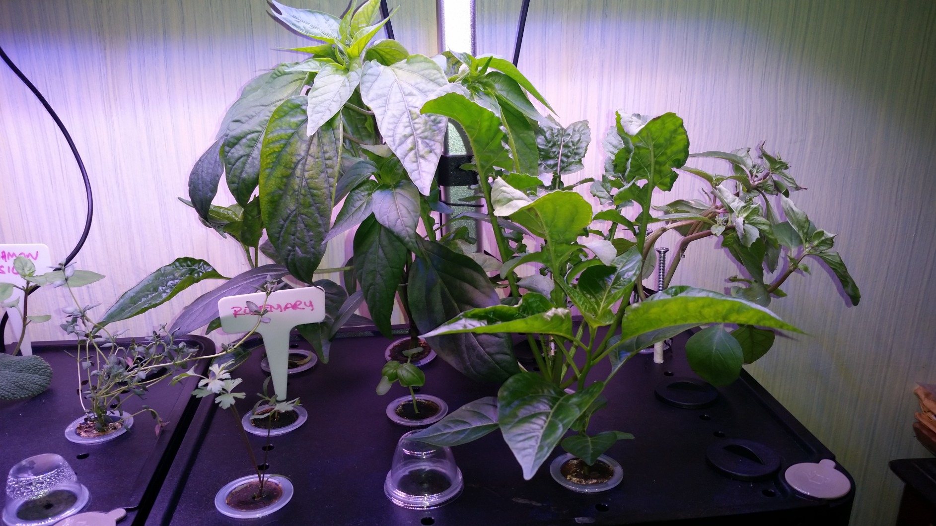 iDOO Hydroponics Growing System Kit 12Pods, Indoor Herb Garden System, with LED Grow Light, Built-in Fan, Auto-Timer, Adjustable Height Up to 11.3