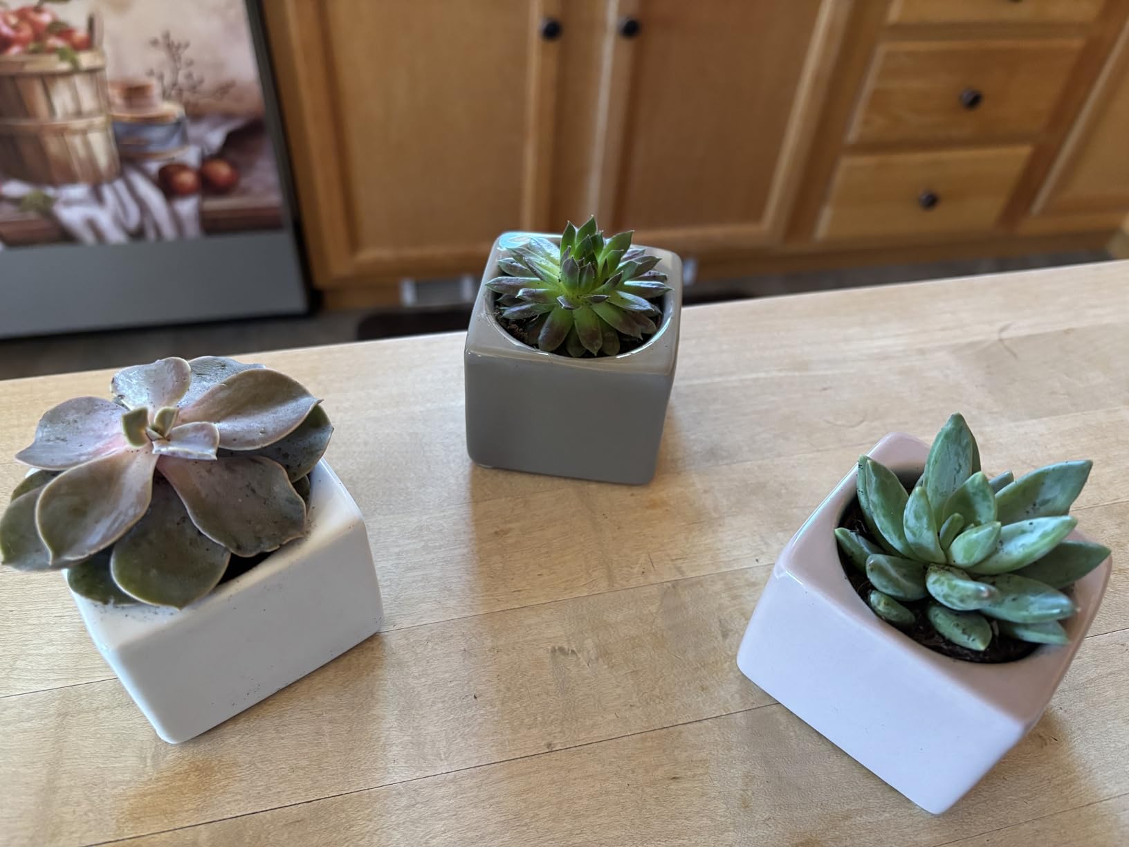 Costa Farms Mini Succulent Live Plants in Plastic Pot, Easy to Maintain Asssorted Indoor Succulents, Houseplants for Room Decor, House Warming or Birthday Gift, 2-3.5 Inches Tall, Pack of 6 Customer Review Costa Farms Mini Succulent Live Plants in Plastic Pot, Easy to Maintain Asssorted Indoor Succulents, Houseplants for Room Decor, House Warming or Birthday Gift, 2-3.5 Inches Tall, Pack of 6 - Customer Photo 1