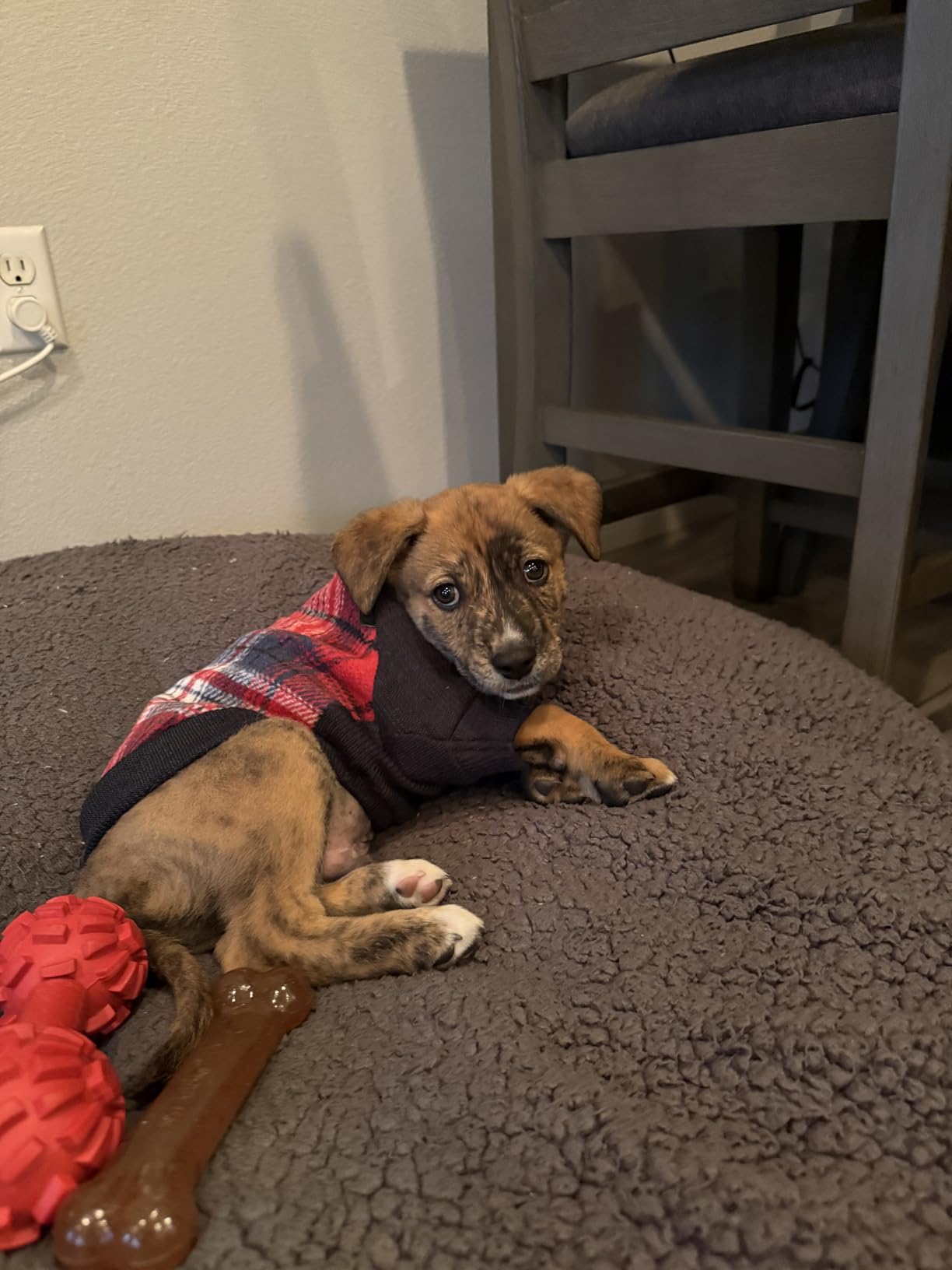 Fitwarm Tartan Plaid Dog Hoodie, Knitted Dog Clothes for Small Dogs Boy, Pet Sweater with Hood, Cat Fleece Lined Winter Outfit, Red, Navy Blue, Medium Customer Review Fitwarm Tartan Plaid Dog Hoodie, Knitted Dog Clothes for Small Dogs Boy, Pet Sweater with Hood, Cat Fleece Lined Winter Outfit, Red, Navy Blue, Medium - Customer Photo 1